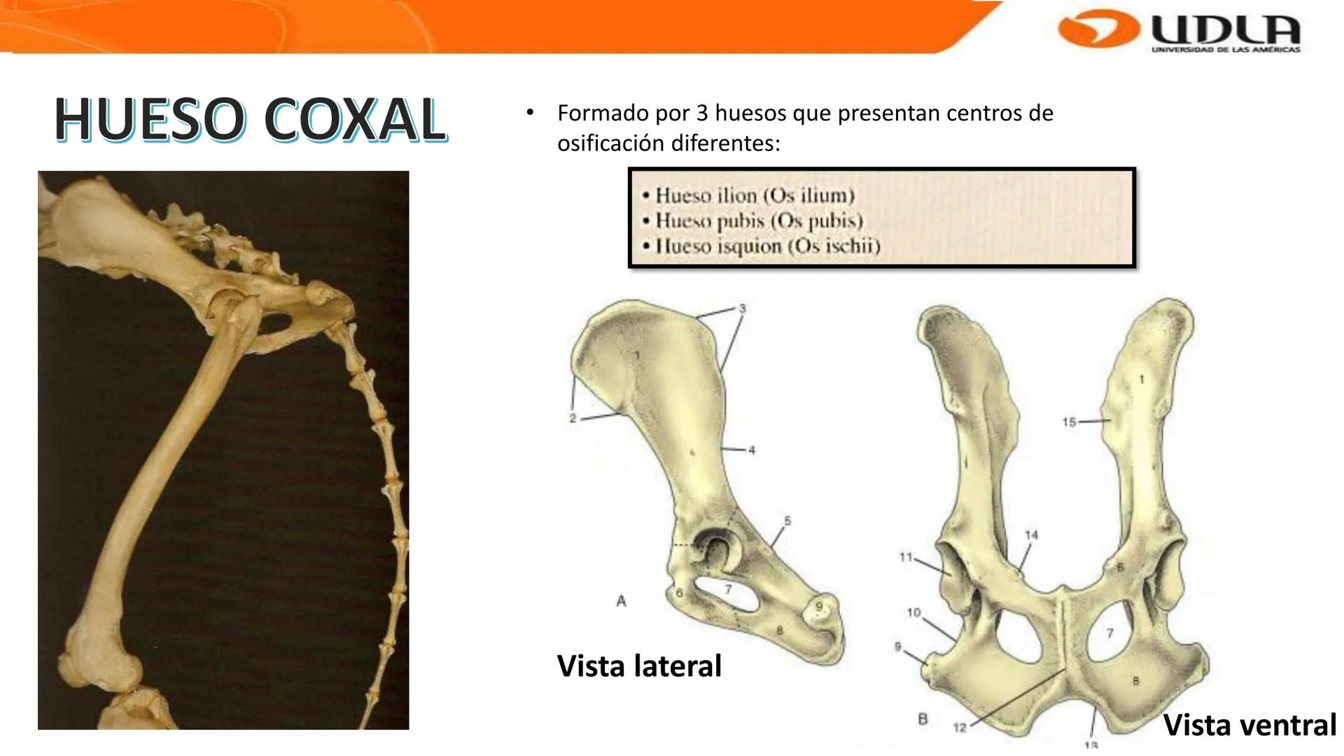 UDLA
UNIVERSIDAD DE LAS AMERICAS
Bienvenidos a
ANATOMÍA del CANINO
CVE292 - 2025
M.V. Mariantú Robles Z.
MEDICINA VETERINARIA
FACULTAD DE ME