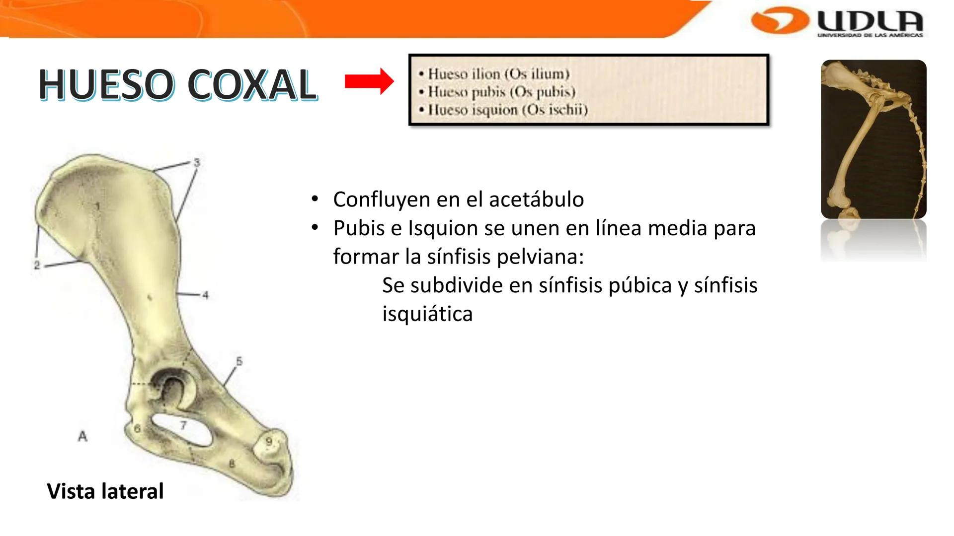 UDLA
UNIVERSIDAD DE LAS AMERICAS
Bienvenidos a
ANATOMÍA del CANINO
CVE292 - 2025
M.V. Mariantú Robles Z.
MEDICINA VETERINARIA
FACULTAD DE ME