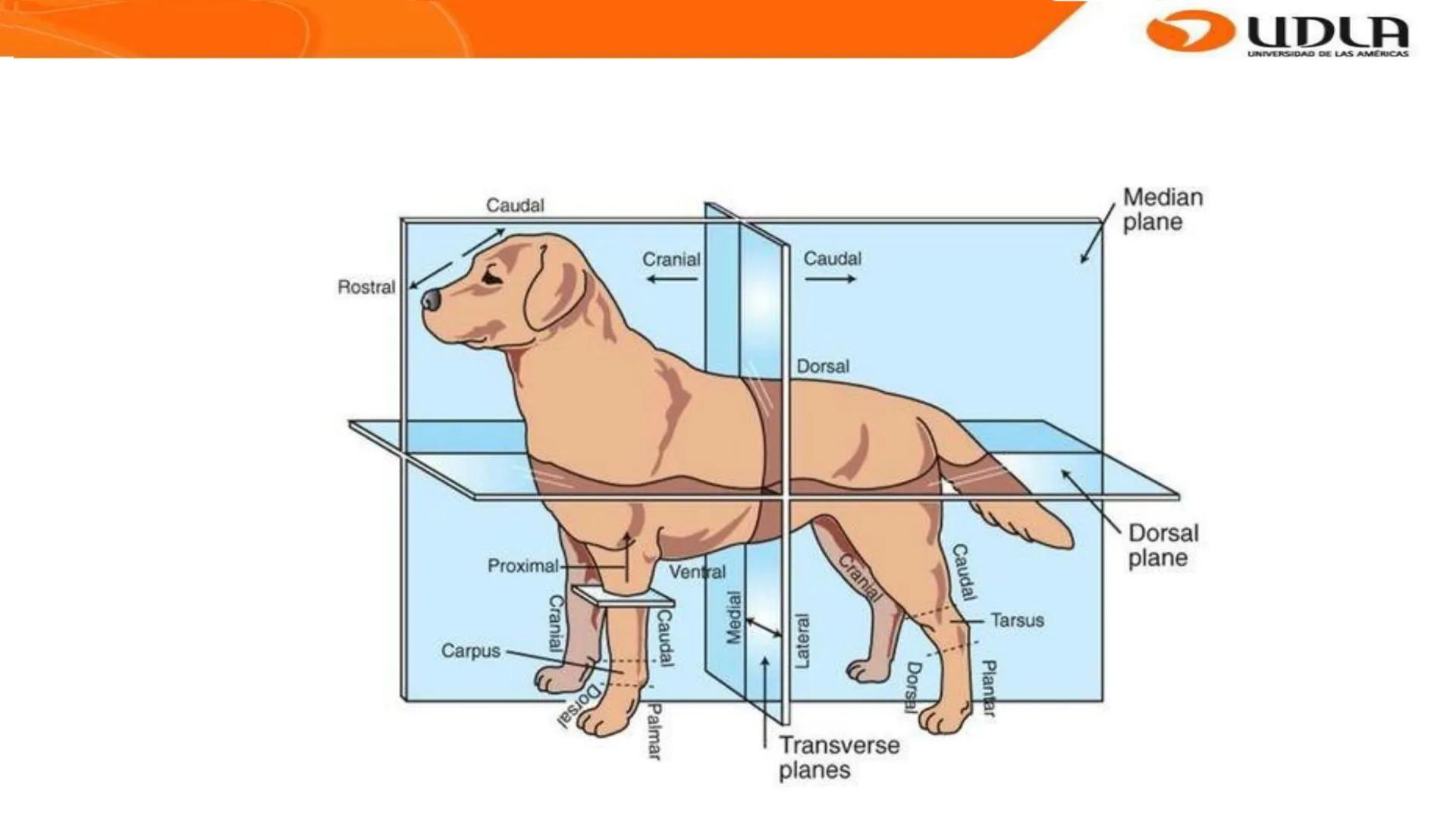 UDLA
UNIVERSIDAD DE LAS AMERICAS
Bienvenidos a
ANATOMÍA del CANINO
CVE292 - 2025
M.V. Mariantú Robles Z.
MEDICINA VETERINARIA
FACULTAD DE ME
