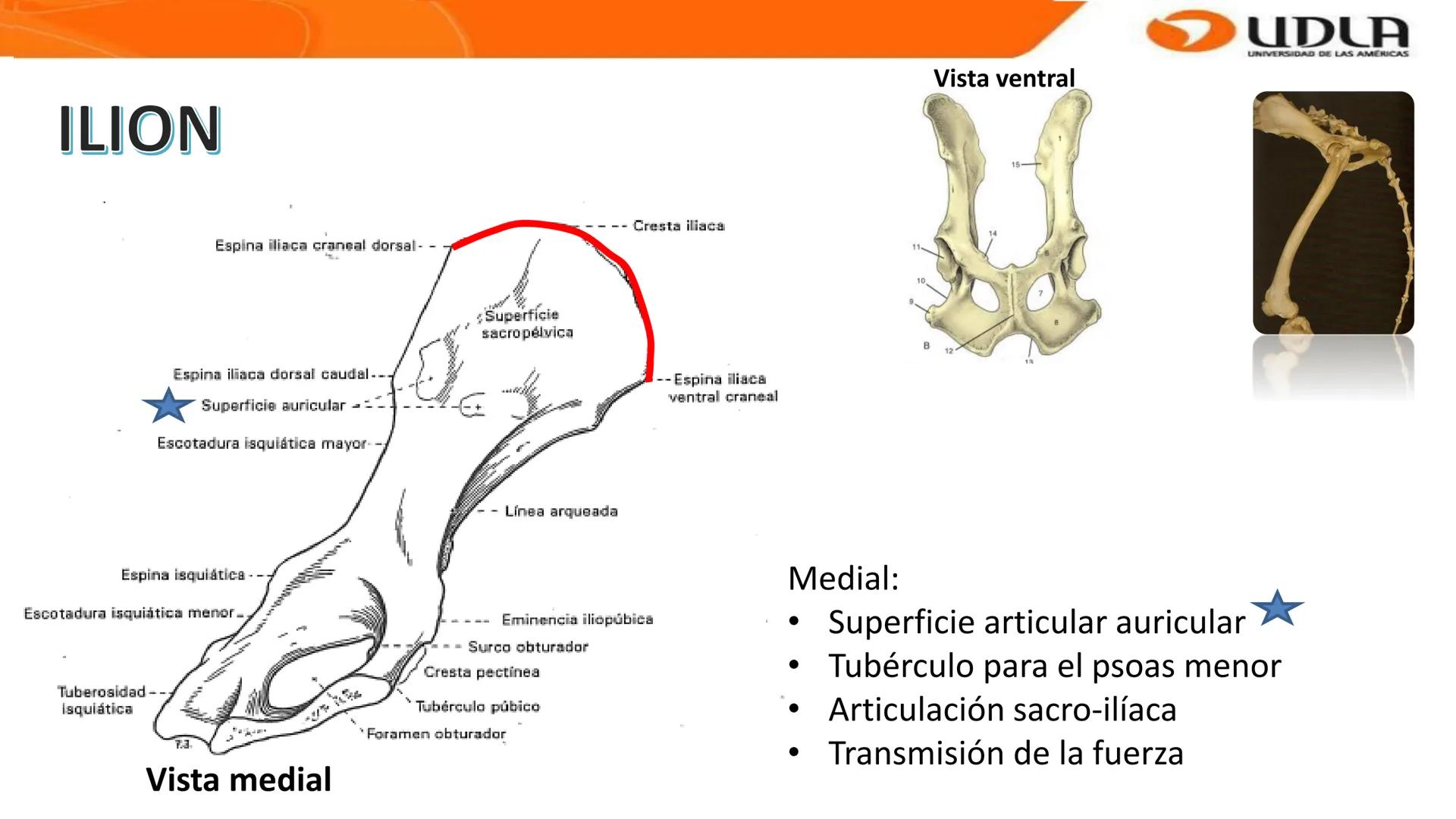UDLA
UNIVERSIDAD DE LAS AMERICAS
Bienvenidos a
ANATOMÍA del CANINO
CVE292 - 2025
M.V. Mariantú Robles Z.
MEDICINA VETERINARIA
FACULTAD DE ME