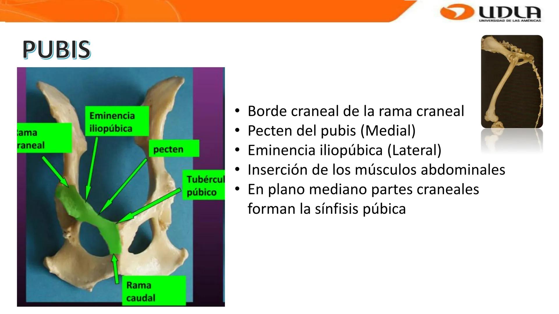 UDLA
UNIVERSIDAD DE LAS AMERICAS
Bienvenidos a
ANATOMÍA del CANINO
CVE292 - 2025
M.V. Mariantú Robles Z.
MEDICINA VETERINARIA
FACULTAD DE ME