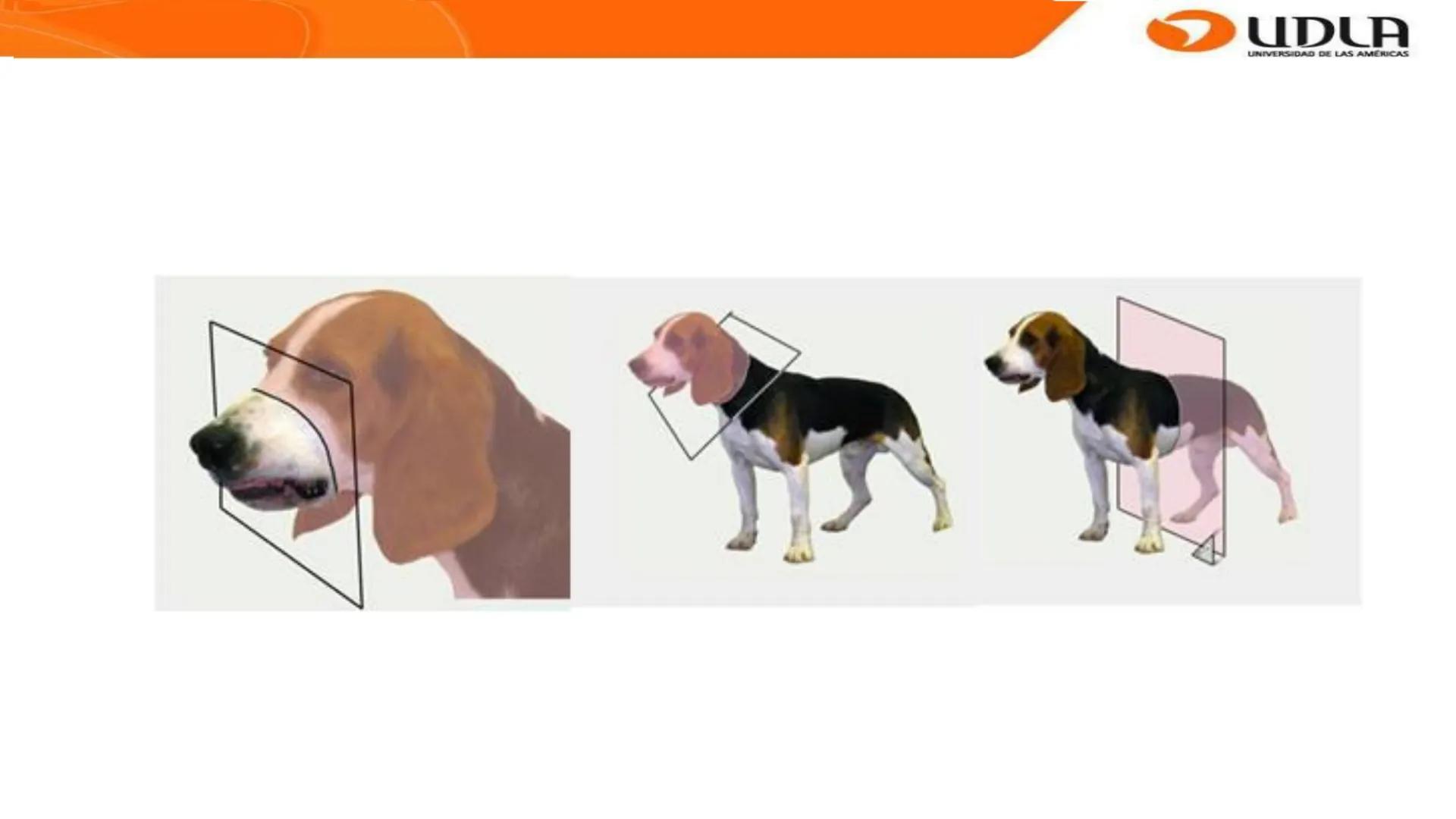 UDLA
UNIVERSIDAD DE LAS AMERICAS
Bienvenidos a
ANATOMÍA del CANINO
CVE292 - 2025
M.V. Mariantú Robles Z.
MEDICINA VETERINARIA
FACULTAD DE ME