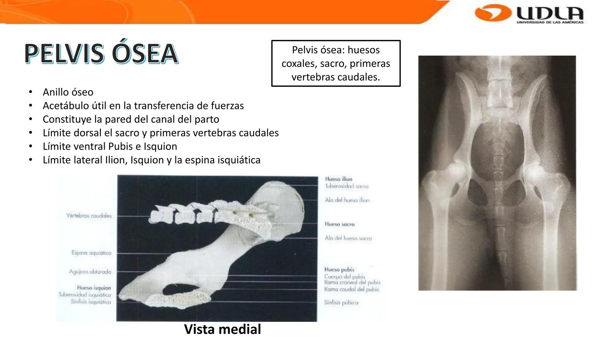 UDLA
UNIVERSIDAD DE LAS AMERICAS
Bienvenidos a
ANATOMÍA del CANINO
CVE292 - 2025
M.V. Mariantú Robles Z.
MEDICINA VETERINARIA
FACULTAD DE ME