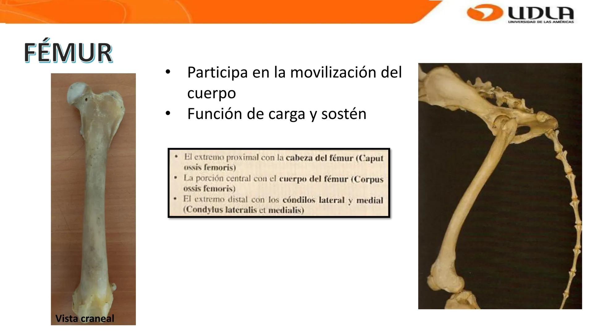 UDLA
UNIVERSIDAD DE LAS AMERICAS
Bienvenidos a
ANATOMÍA del CANINO
CVE292 - 2025
M.V. Mariantú Robles Z.
MEDICINA VETERINARIA
FACULTAD DE ME