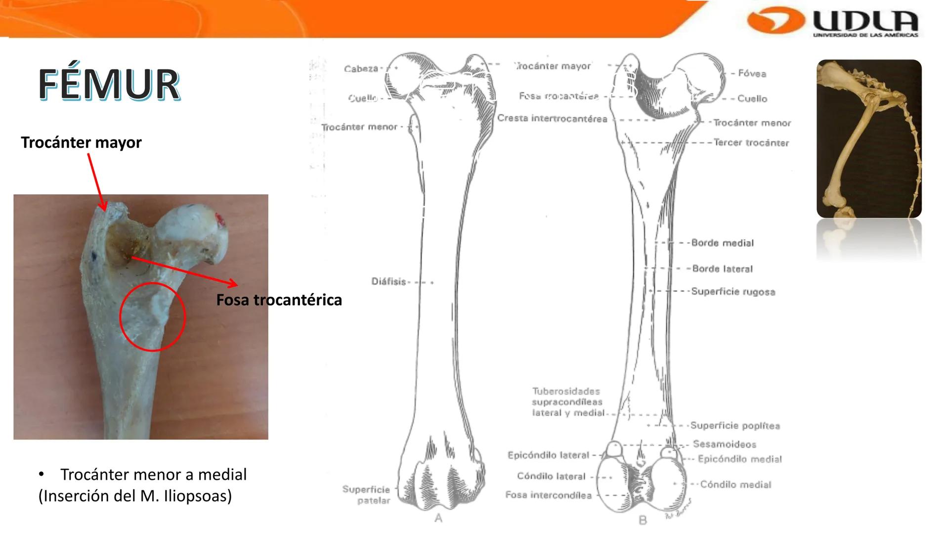 UDLA
UNIVERSIDAD DE LAS AMERICAS
Bienvenidos a
ANATOMÍA del CANINO
CVE292 - 2025
M.V. Mariantú Robles Z.
MEDICINA VETERINARIA
FACULTAD DE ME