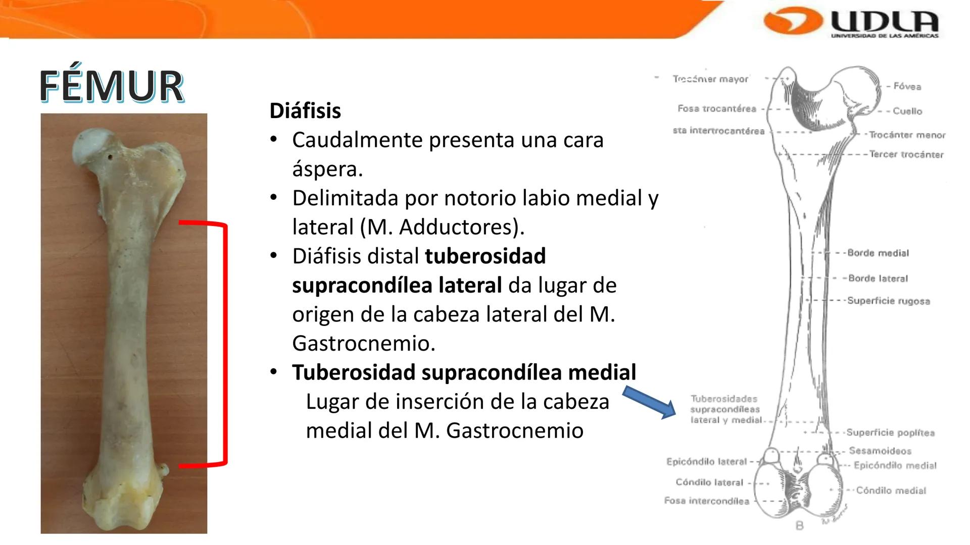 UDLA
UNIVERSIDAD DE LAS AMERICAS
Bienvenidos a
ANATOMÍA del CANINO
CVE292 - 2025
M.V. Mariantú Robles Z.
MEDICINA VETERINARIA
FACULTAD DE ME