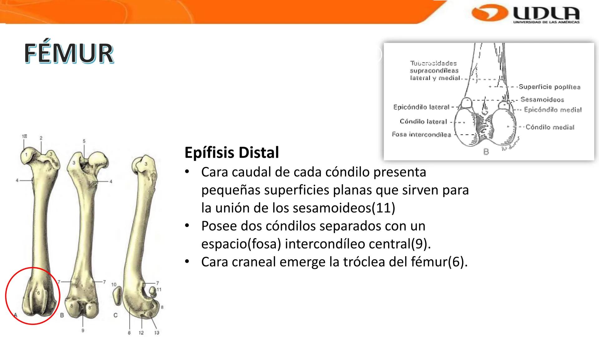 UDLA
UNIVERSIDAD DE LAS AMERICAS
Bienvenidos a
ANATOMÍA del CANINO
CVE292 - 2025
M.V. Mariantú Robles Z.
MEDICINA VETERINARIA
FACULTAD DE ME