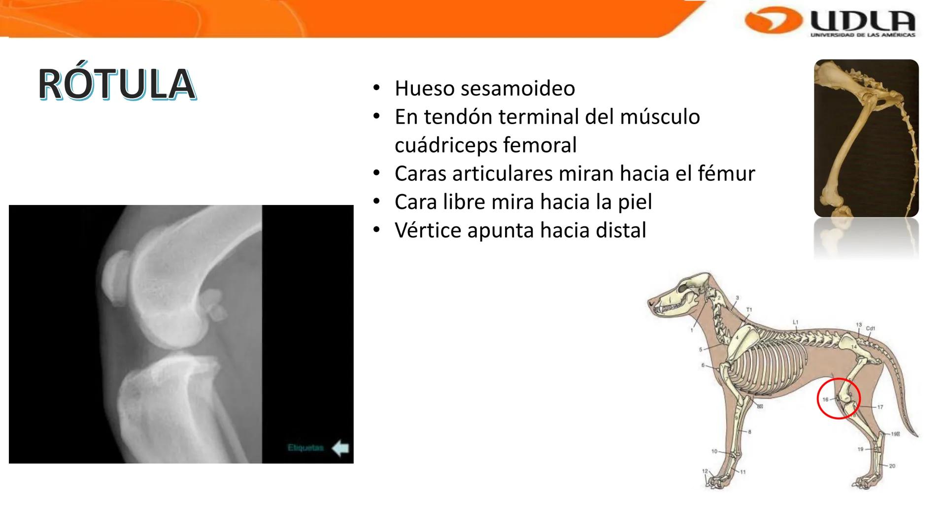 UDLA
UNIVERSIDAD DE LAS AMERICAS
Bienvenidos a
ANATOMÍA del CANINO
CVE292 - 2025
M.V. Mariantú Robles Z.
MEDICINA VETERINARIA
FACULTAD DE ME