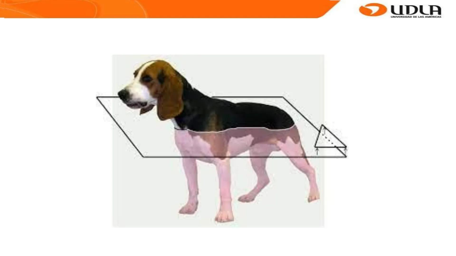 UDLA
UNIVERSIDAD DE LAS AMERICAS
Bienvenidos a
ANATOMÍA del CANINO
CVE292 - 2025
M.V. Mariantú Robles Z.
MEDICINA VETERINARIA
FACULTAD DE ME