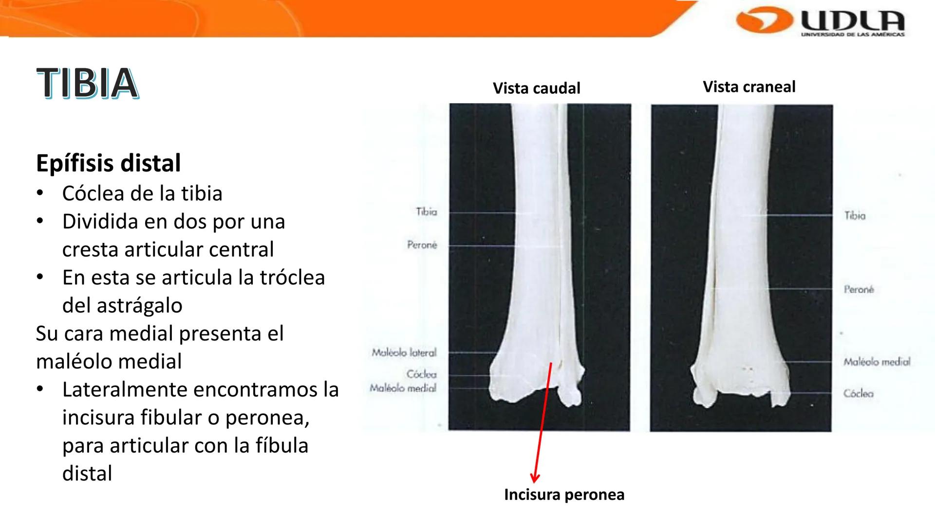 UDLA
UNIVERSIDAD DE LAS AMERICAS
Bienvenidos a
ANATOMÍA del CANINO
CVE292 - 2025
M.V. Mariantú Robles Z.
MEDICINA VETERINARIA
FACULTAD DE ME