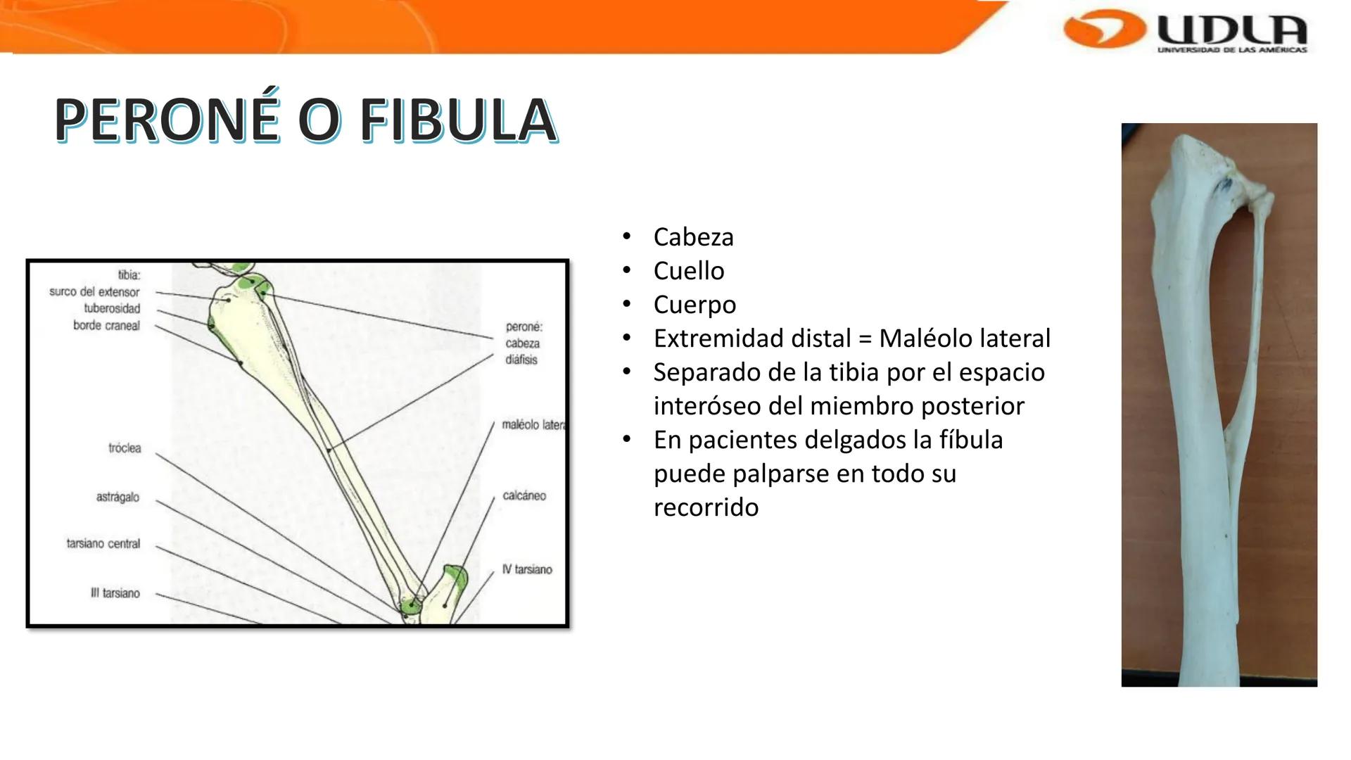 UDLA
UNIVERSIDAD DE LAS AMERICAS
Bienvenidos a
ANATOMÍA del CANINO
CVE292 - 2025
M.V. Mariantú Robles Z.
MEDICINA VETERINARIA
FACULTAD DE ME
