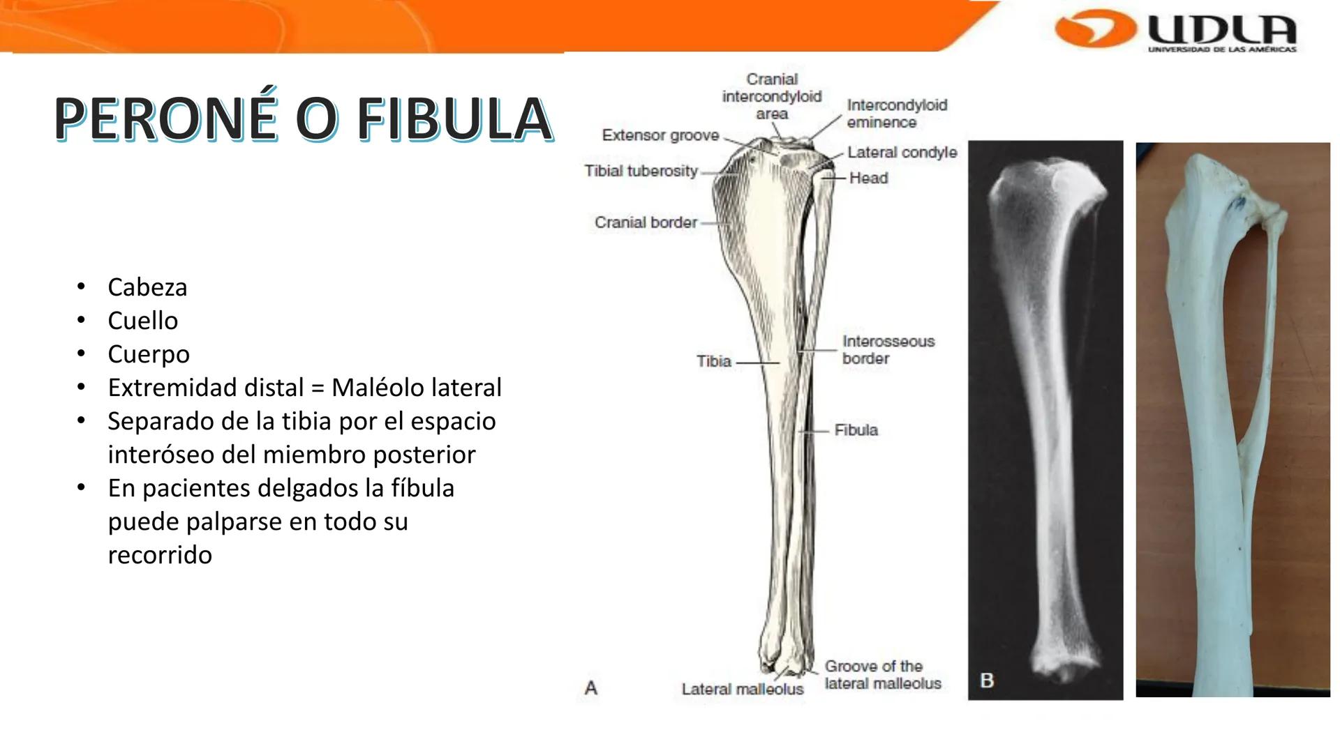UDLA
UNIVERSIDAD DE LAS AMERICAS
Bienvenidos a
ANATOMÍA del CANINO
CVE292 - 2025
M.V. Mariantú Robles Z.
MEDICINA VETERINARIA
FACULTAD DE ME