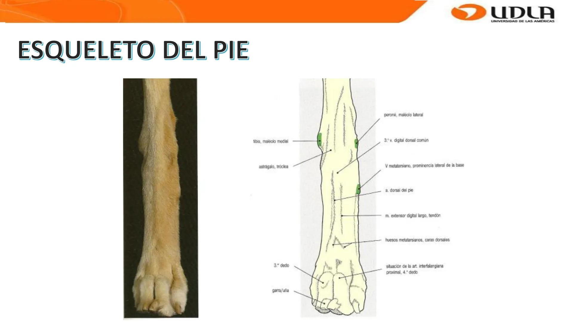 UDLA
UNIVERSIDAD DE LAS AMERICAS
Bienvenidos a
ANATOMÍA del CANINO
CVE292 - 2025
M.V. Mariantú Robles Z.
MEDICINA VETERINARIA
FACULTAD DE ME