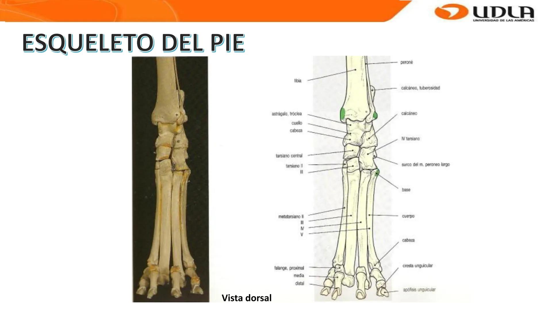 UDLA
UNIVERSIDAD DE LAS AMERICAS
Bienvenidos a
ANATOMÍA del CANINO
CVE292 - 2025
M.V. Mariantú Robles Z.
MEDICINA VETERINARIA
FACULTAD DE ME