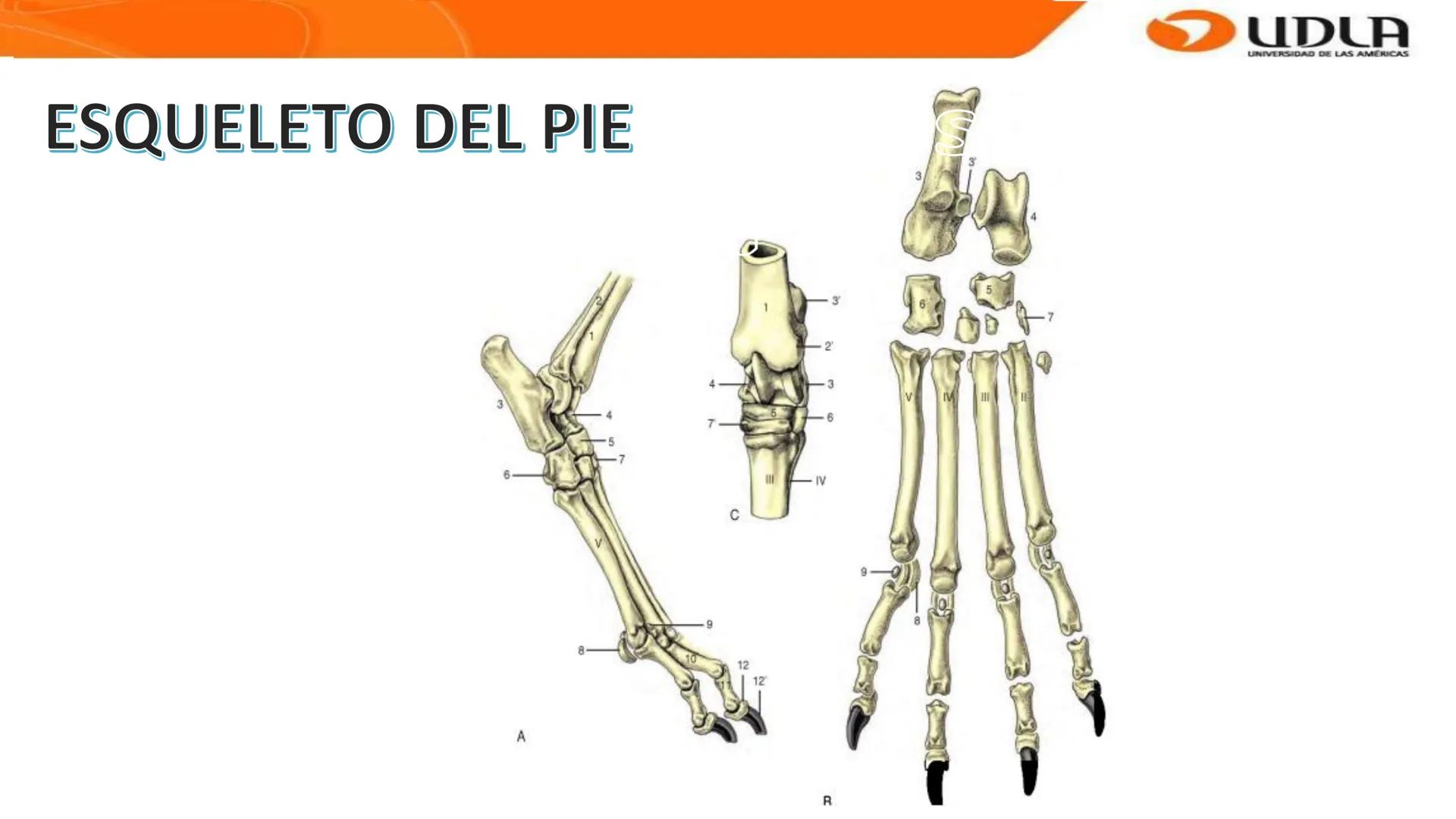 UDLA
UNIVERSIDAD DE LAS AMERICAS
Bienvenidos a
ANATOMÍA del CANINO
CVE292 - 2025
M.V. Mariantú Robles Z.
MEDICINA VETERINARIA
FACULTAD DE ME