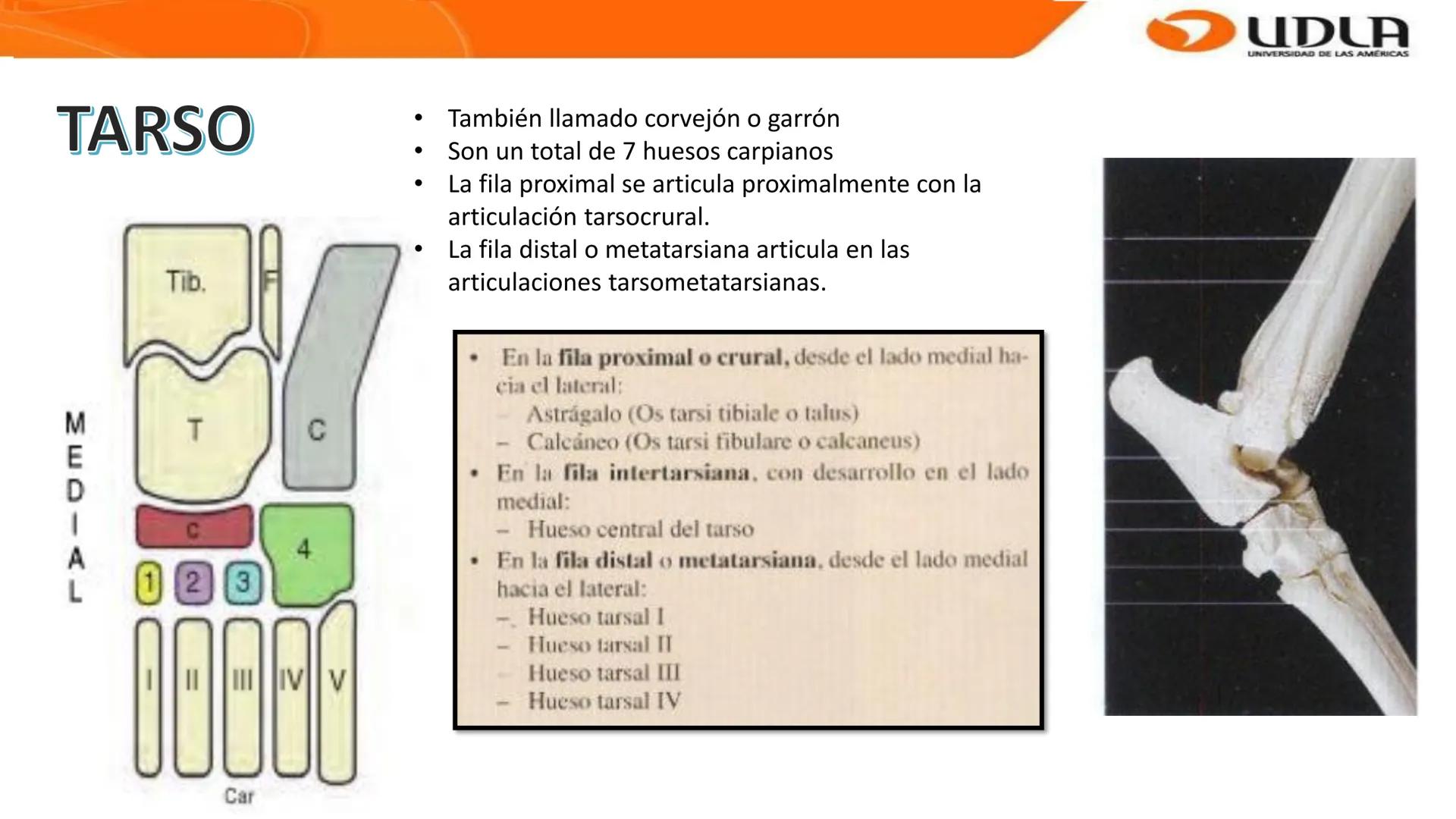 UDLA
UNIVERSIDAD DE LAS AMERICAS
Bienvenidos a
ANATOMÍA del CANINO
CVE292 - 2025
M.V. Mariantú Robles Z.
MEDICINA VETERINARIA
FACULTAD DE ME
