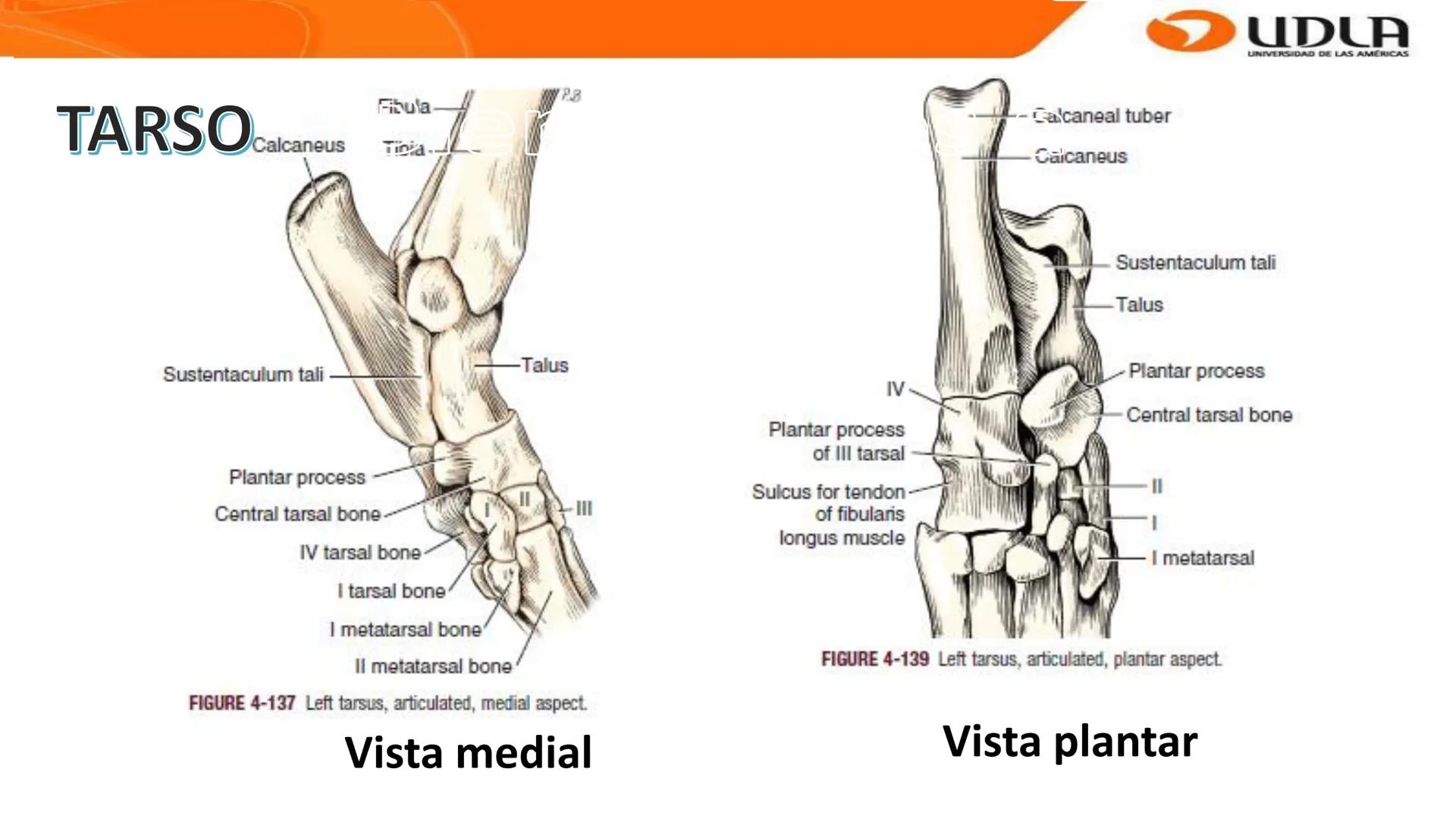 UDLA
UNIVERSIDAD DE LAS AMERICAS
Bienvenidos a
ANATOMÍA del CANINO
CVE292 - 2025
M.V. Mariantú Robles Z.
MEDICINA VETERINARIA
FACULTAD DE ME