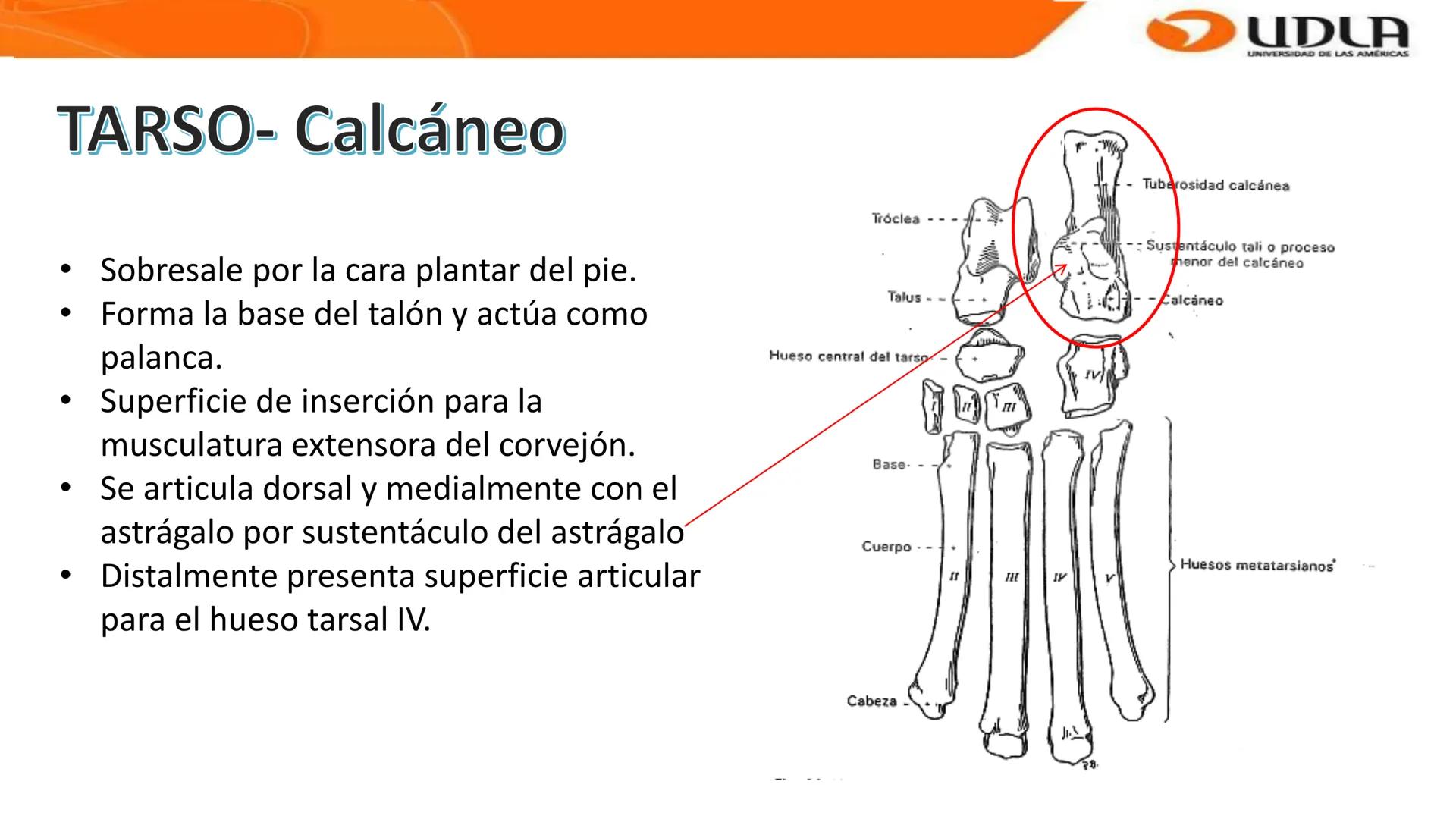 UDLA
UNIVERSIDAD DE LAS AMERICAS
Bienvenidos a
ANATOMÍA del CANINO
CVE292 - 2025
M.V. Mariantú Robles Z.
MEDICINA VETERINARIA
FACULTAD DE ME