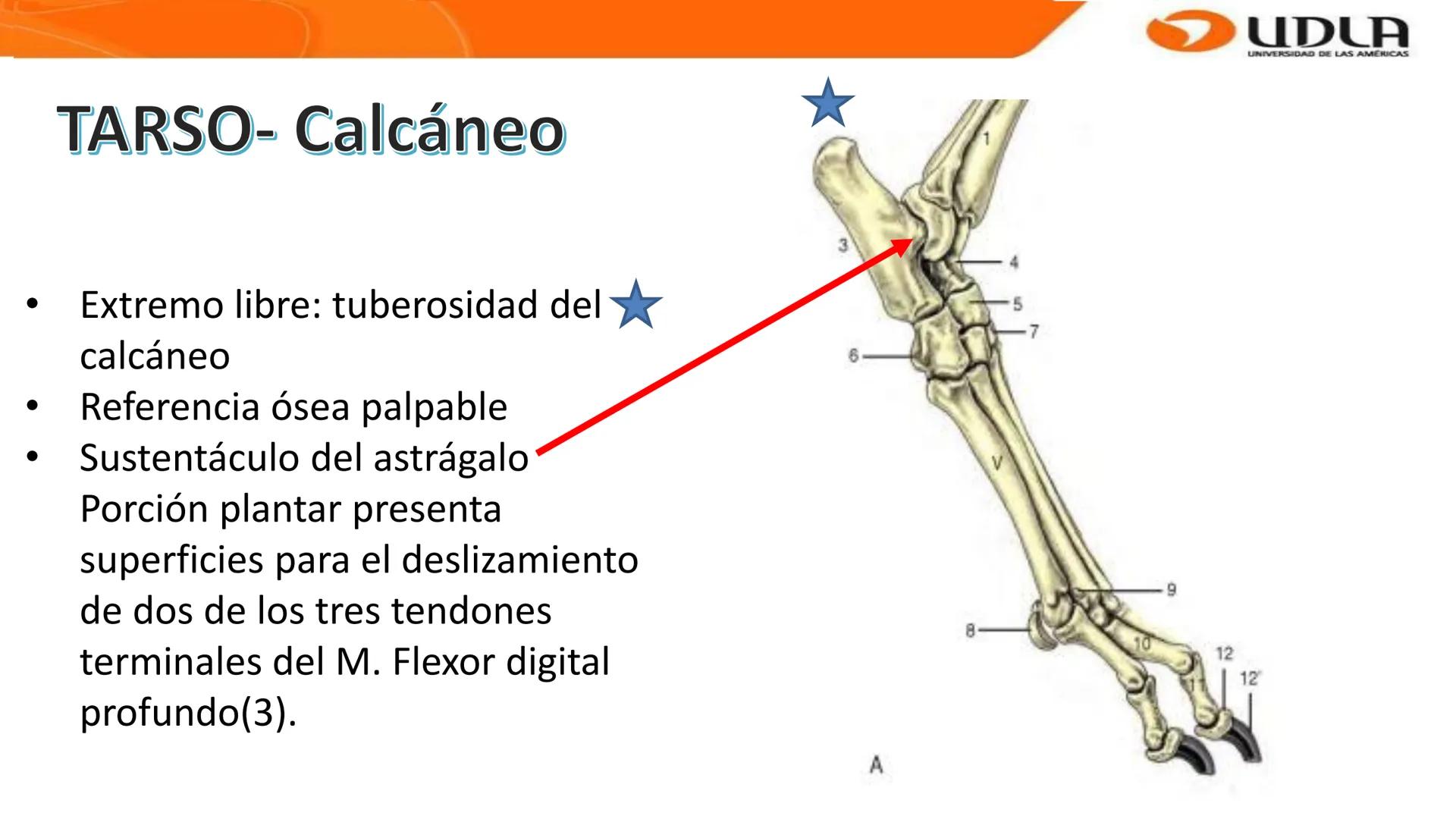 UDLA
UNIVERSIDAD DE LAS AMERICAS
Bienvenidos a
ANATOMÍA del CANINO
CVE292 - 2025
M.V. Mariantú Robles Z.
MEDICINA VETERINARIA
FACULTAD DE ME