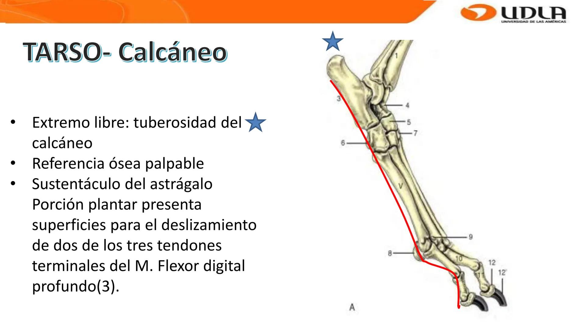 UDLA
UNIVERSIDAD DE LAS AMERICAS
Bienvenidos a
ANATOMÍA del CANINO
CVE292 - 2025
M.V. Mariantú Robles Z.
MEDICINA VETERINARIA
FACULTAD DE ME
