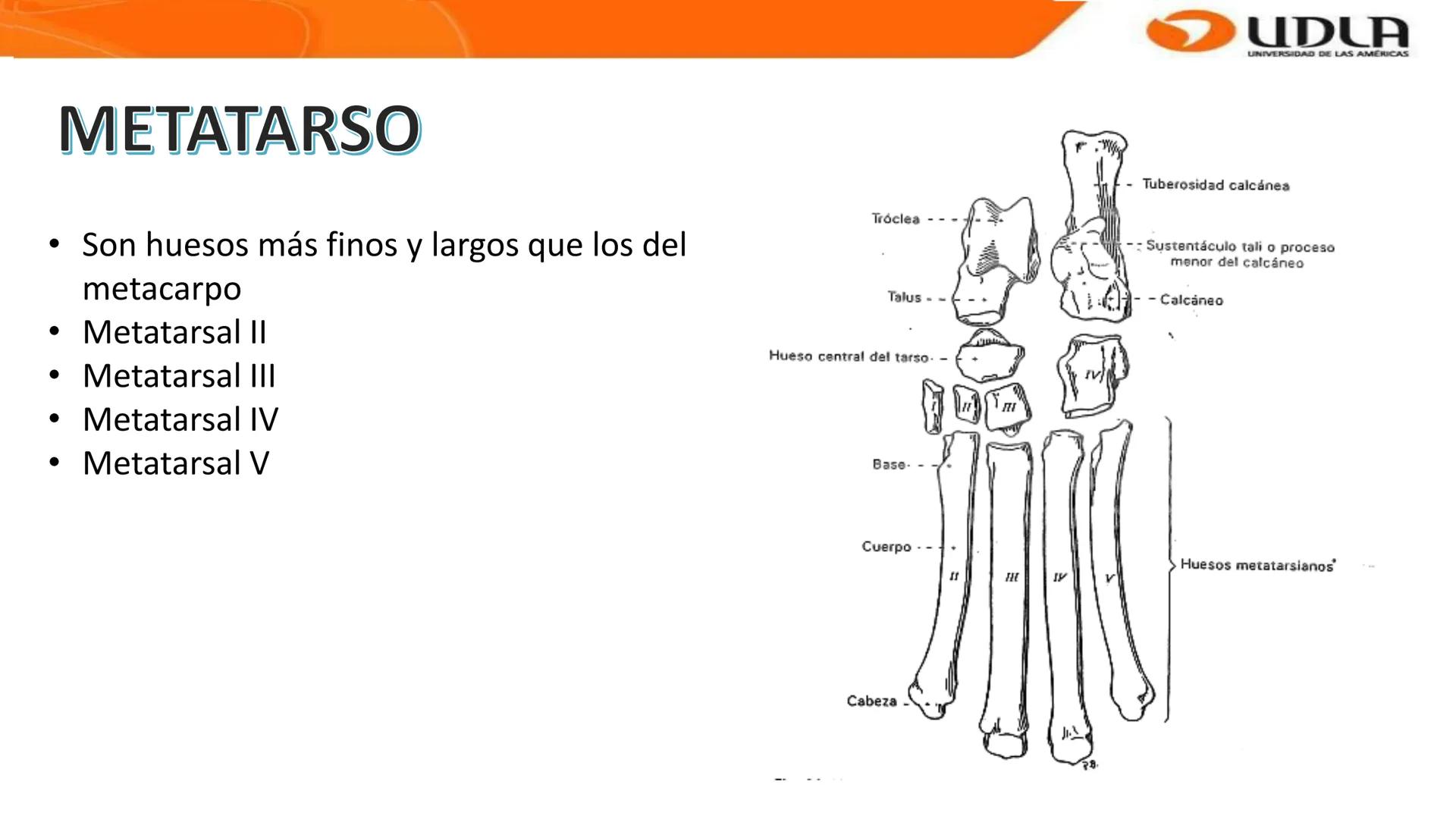 UDLA
UNIVERSIDAD DE LAS AMERICAS
Bienvenidos a
ANATOMÍA del CANINO
CVE292 - 2025
M.V. Mariantú Robles Z.
MEDICINA VETERINARIA
FACULTAD DE ME
