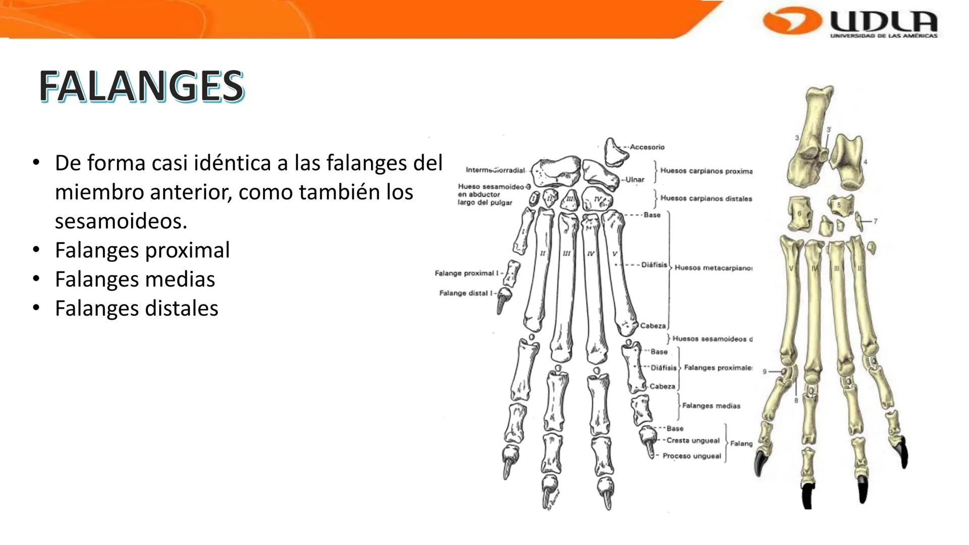 UDLA
UNIVERSIDAD DE LAS AMERICAS
Bienvenidos a
ANATOMÍA del CANINO
CVE292 - 2025
M.V. Mariantú Robles Z.
MEDICINA VETERINARIA
FACULTAD DE ME