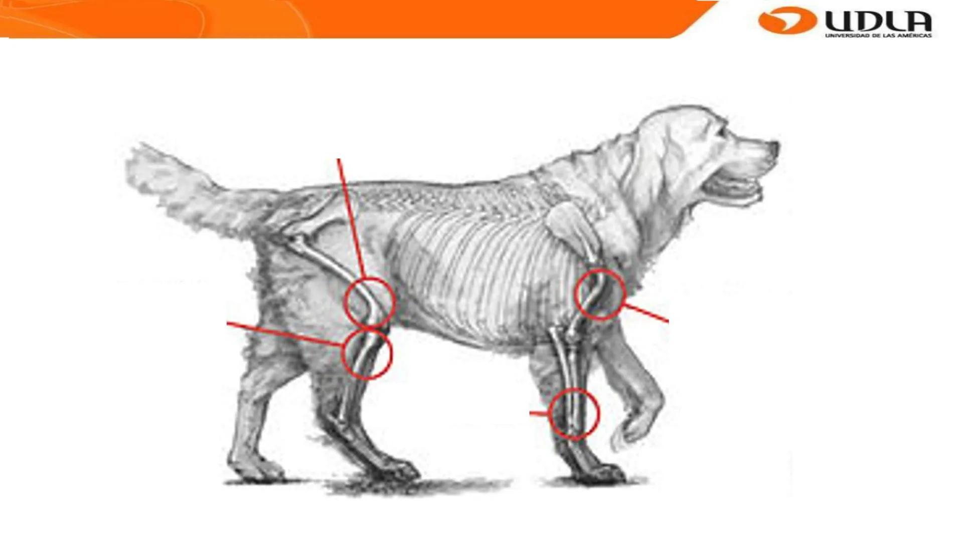 UDLA
UNIVERSIDAD DE LAS AMERICAS
Bienvenidos a
ANATOMÍA del CANINO
CVE292 - 2025
M.V. Mariantú Robles Z.
MEDICINA VETERINARIA
FACULTAD DE ME