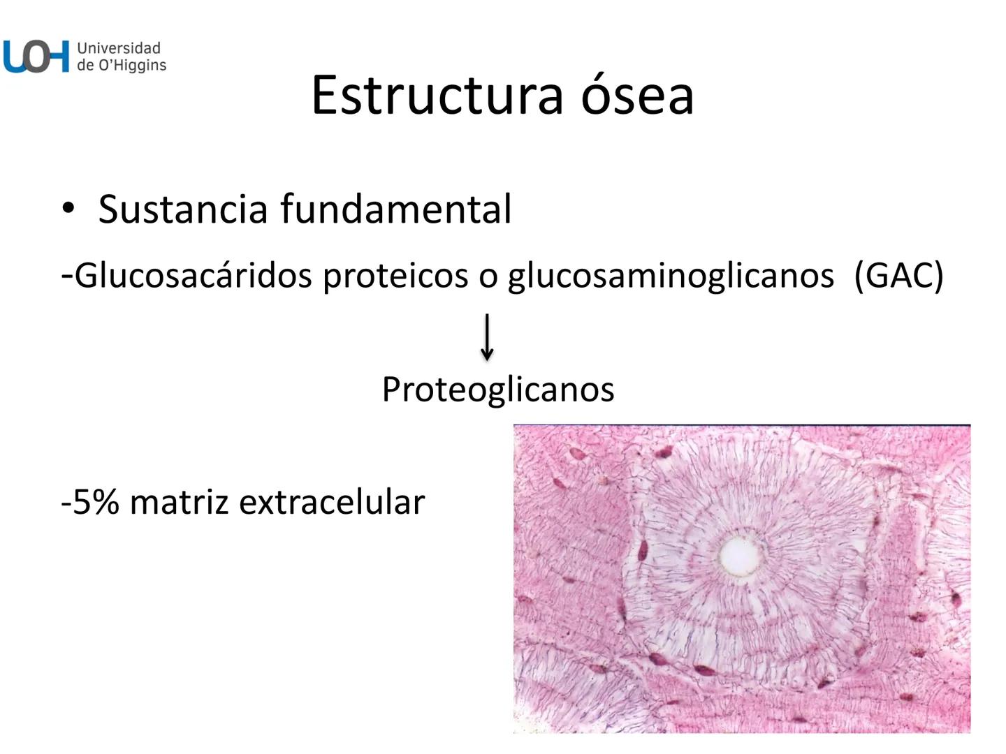# Generalidades anatómicas
Osteología y artrología # Objetivos
- Identificar las generalidades del sistema
musculo-esquelético y tegumentar
