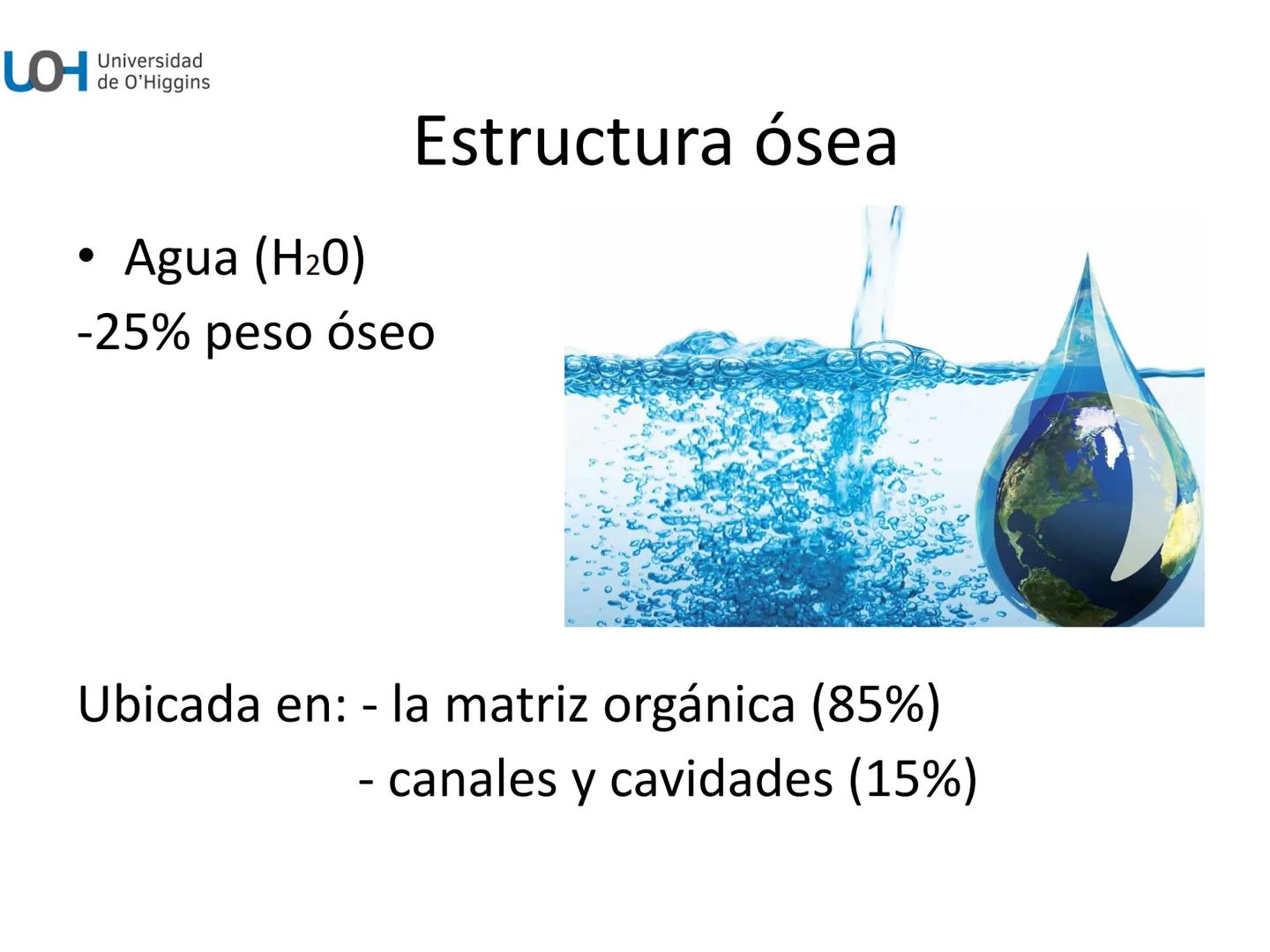 # Generalidades anatómicas
Osteología y artrología # Objetivos
- Identificar las generalidades del sistema
musculo-esquelético y tegumentar