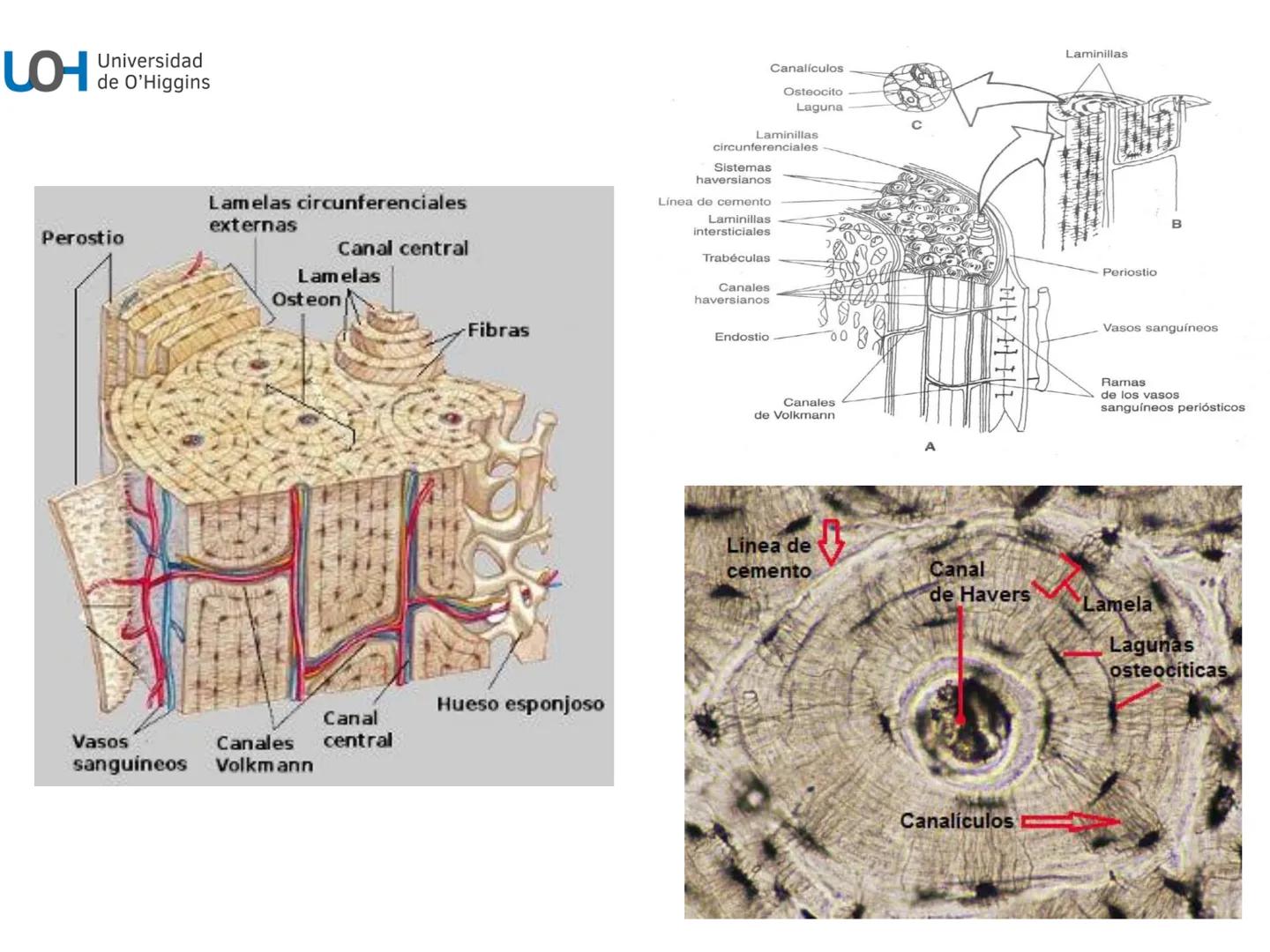 # Generalidades anatómicas
Osteología y artrología # Objetivos
- Identificar las generalidades del sistema
musculo-esquelético y tegumentar