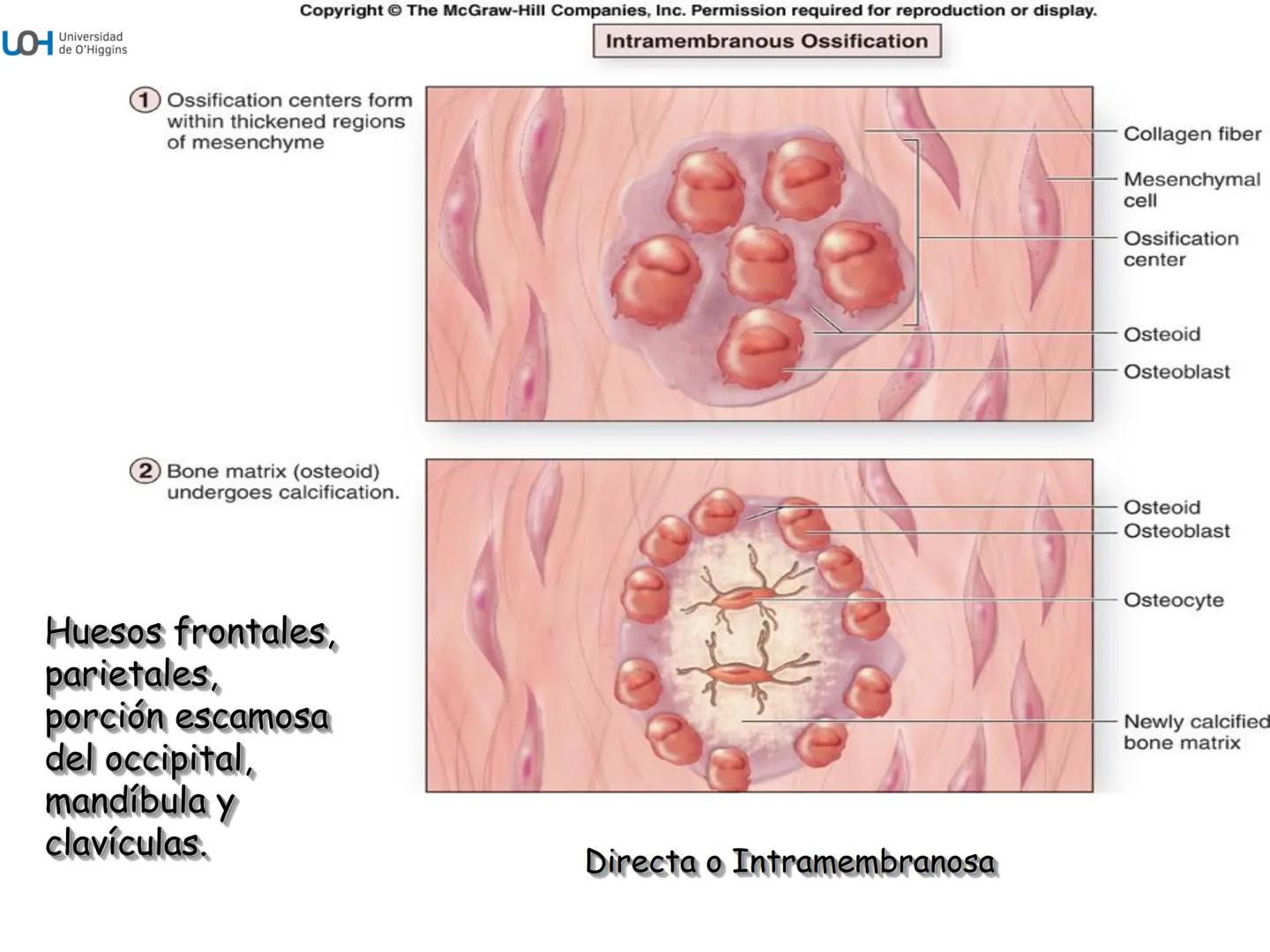 # Generalidades anatómicas
Osteología y artrología # Objetivos
- Identificar las generalidades del sistema
musculo-esquelético y tegumentar