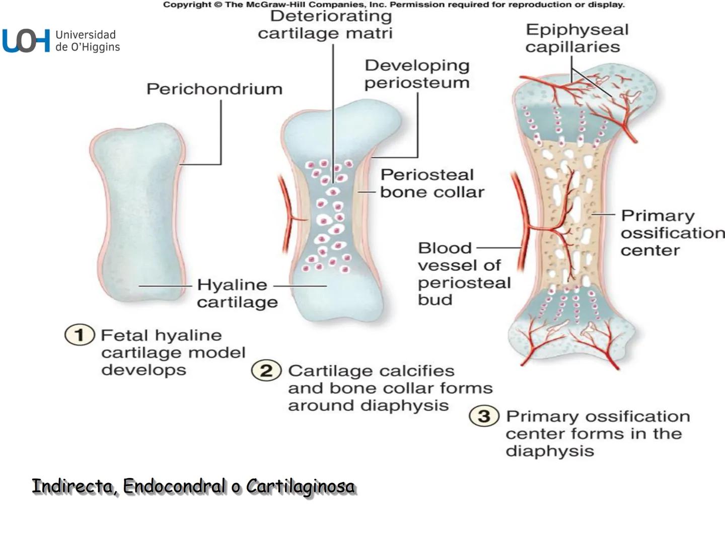 # Generalidades anatómicas
Osteología y artrología # Objetivos
- Identificar las generalidades del sistema
musculo-esquelético y tegumentar