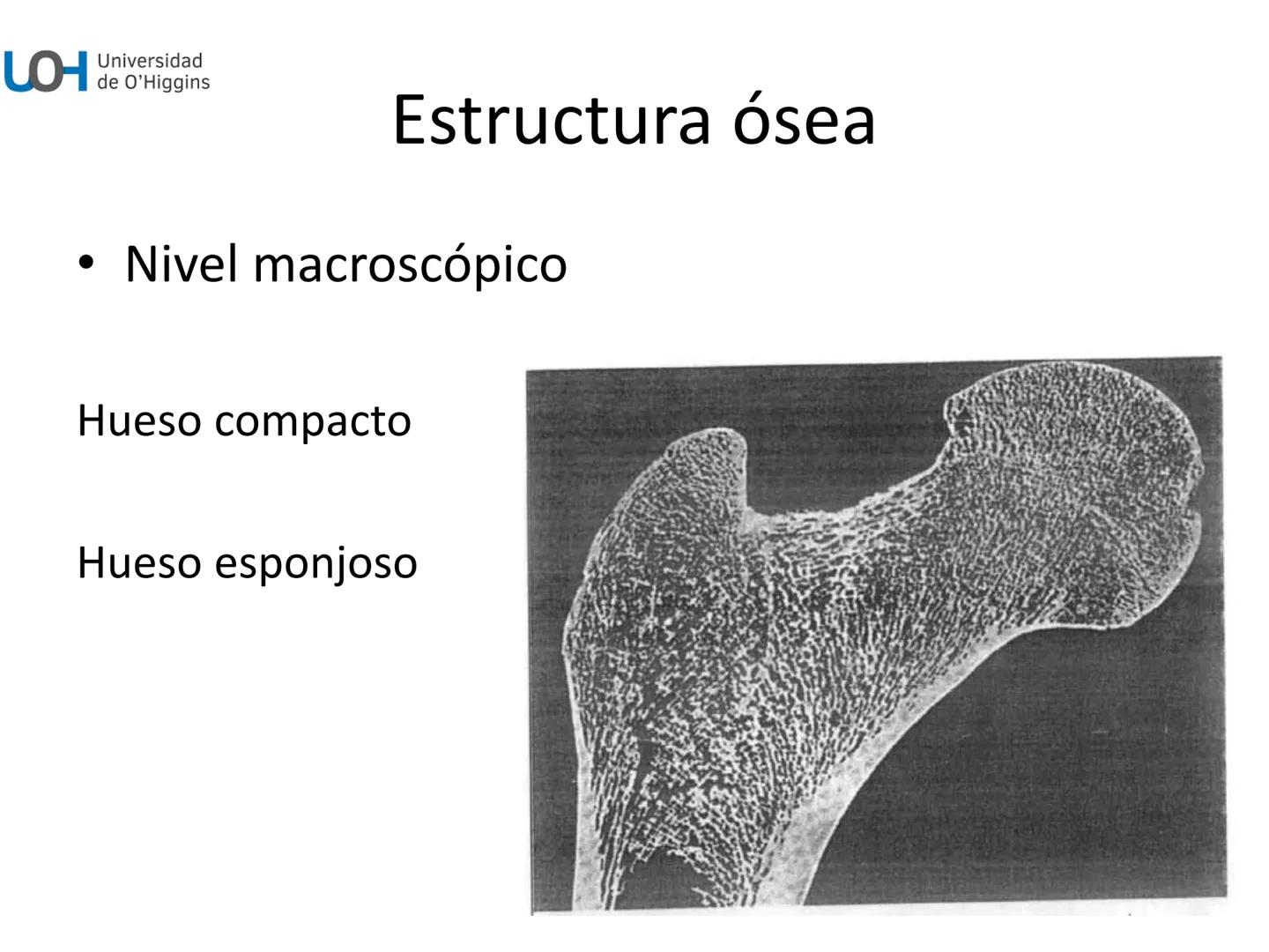 # Generalidades anatómicas
Osteología y artrología # Objetivos
- Identificar las generalidades del sistema
musculo-esquelético y tegumentar