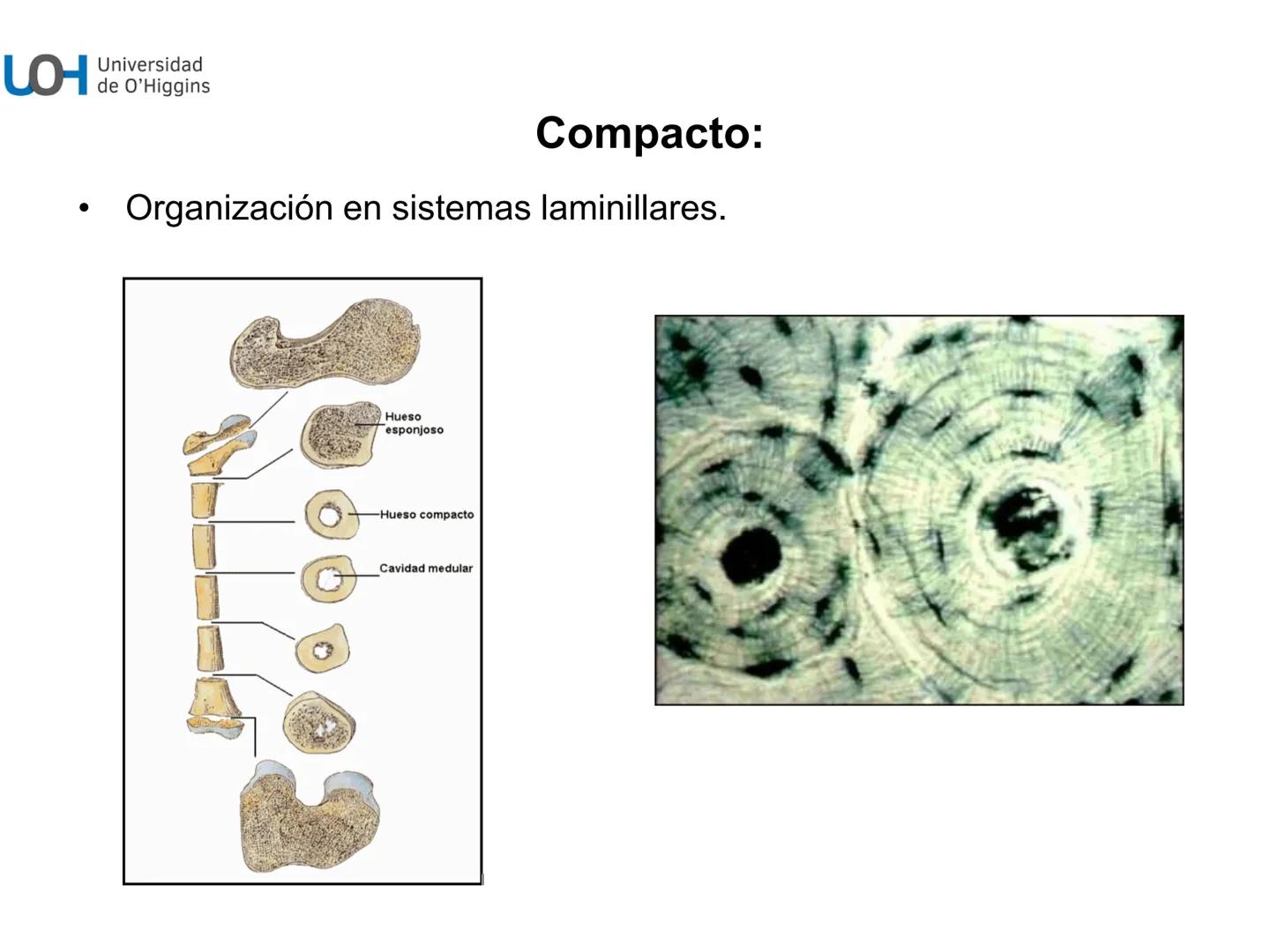 # Generalidades anatómicas
Osteología y artrología # Objetivos
- Identificar las generalidades del sistema
musculo-esquelético y tegumentar
