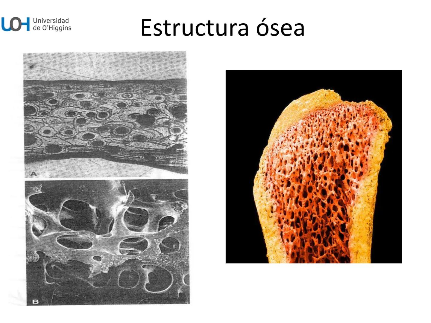 # Generalidades anatómicas
Osteología y artrología # Objetivos
- Identificar las generalidades del sistema
musculo-esquelético y tegumentar