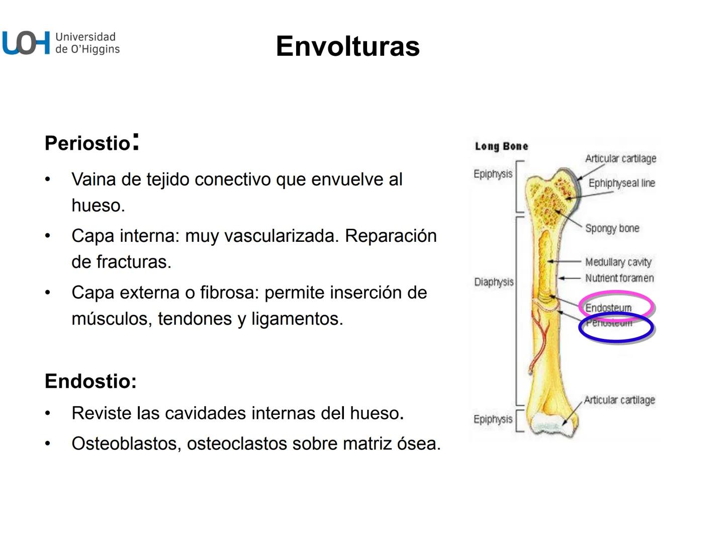 # Generalidades anatómicas
Osteología y artrología # Objetivos
- Identificar las generalidades del sistema
musculo-esquelético y tegumentar