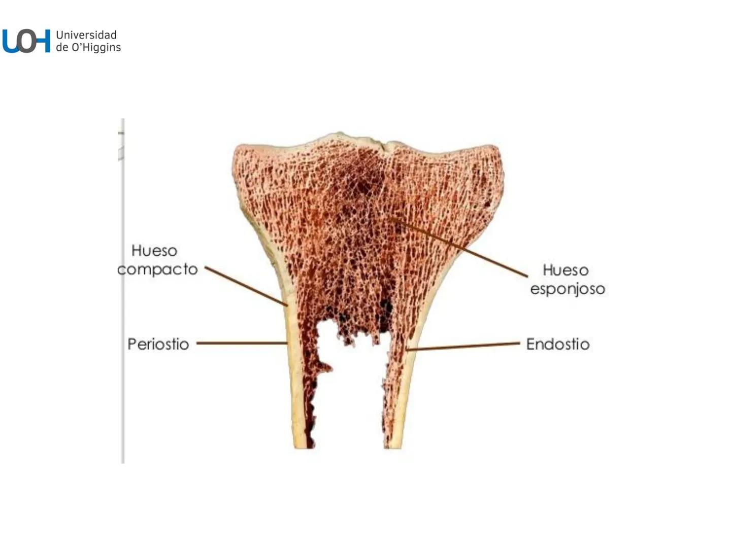 # Generalidades anatómicas
Osteología y artrología # Objetivos
- Identificar las generalidades del sistema
musculo-esquelético y tegumentar