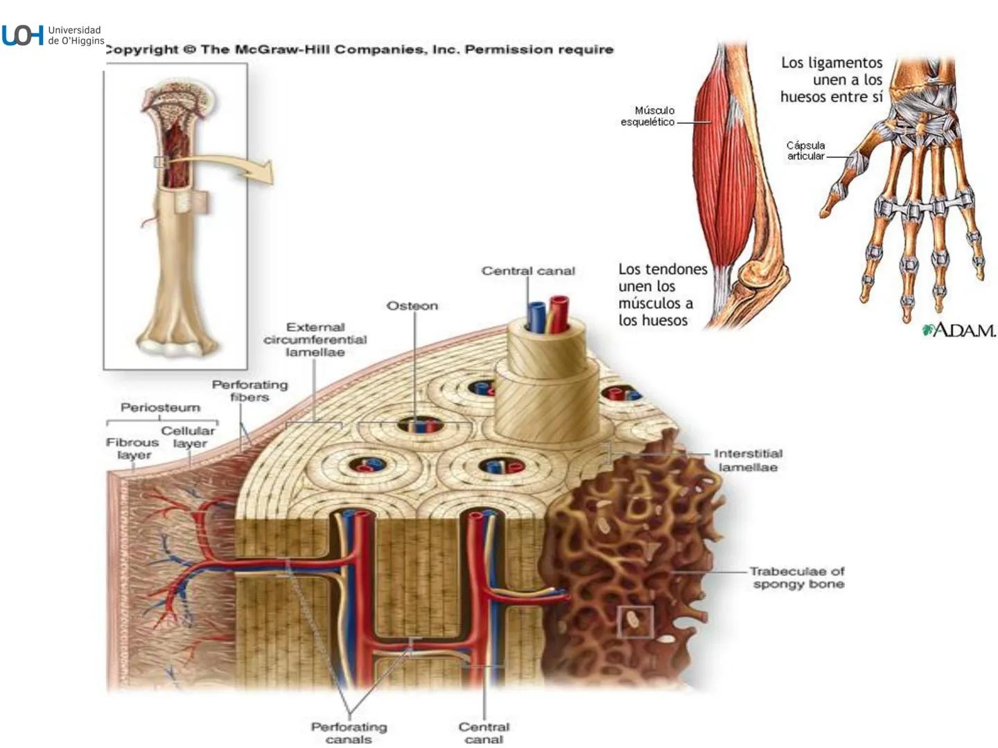 # Generalidades anatómicas
Osteología y artrología # Objetivos
- Identificar las generalidades del sistema
musculo-esquelético y tegumentar
