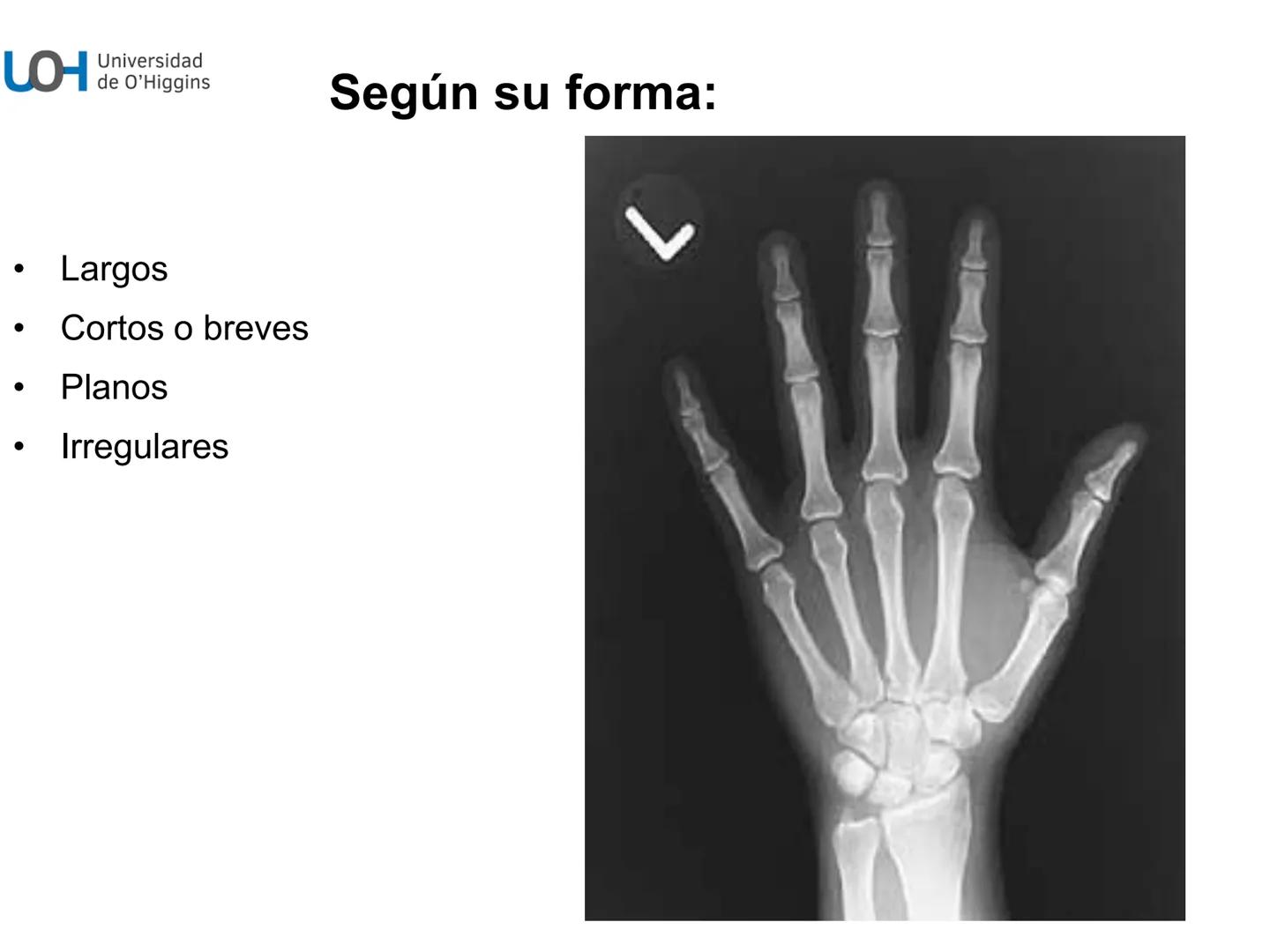 # Generalidades anatómicas
Osteología y artrología # Objetivos
- Identificar las generalidades del sistema
musculo-esquelético y tegumentar