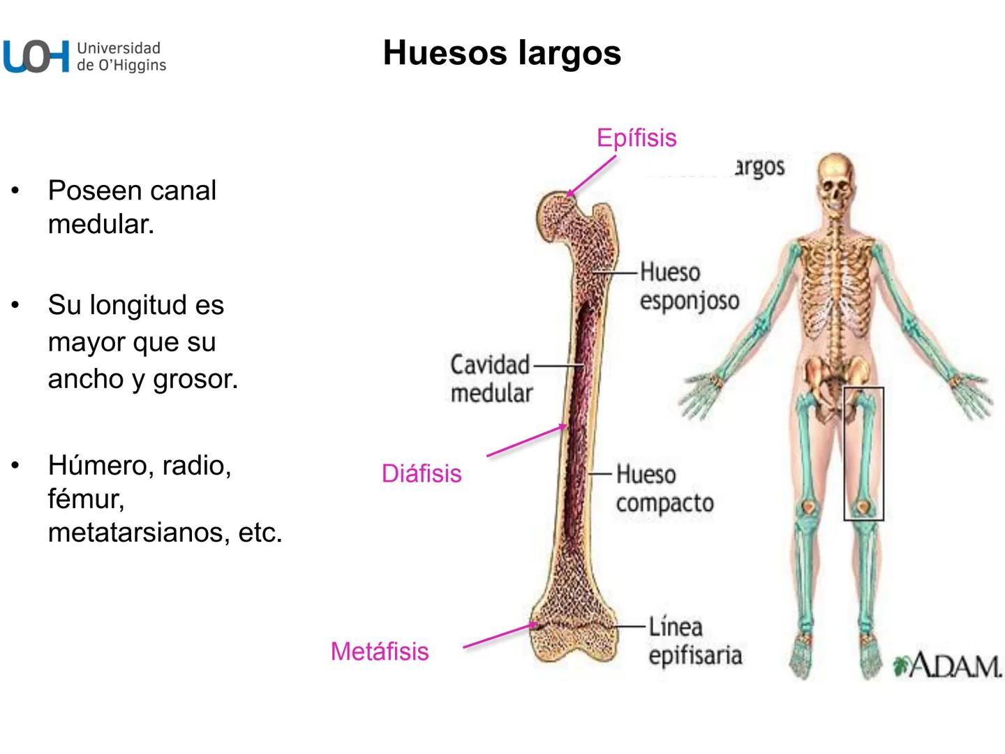 # Generalidades anatómicas
Osteología y artrología # Objetivos
- Identificar las generalidades del sistema
musculo-esquelético y tegumentar