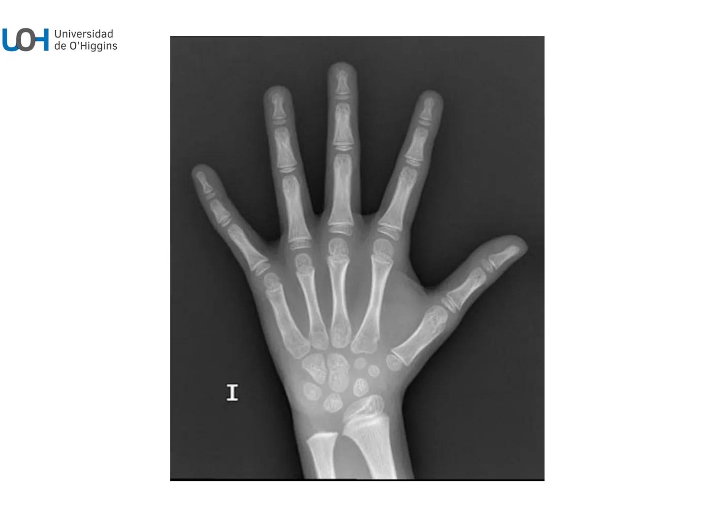 # Generalidades anatómicas
Osteología y artrología # Objetivos
- Identificar las generalidades del sistema
musculo-esquelético y tegumentar