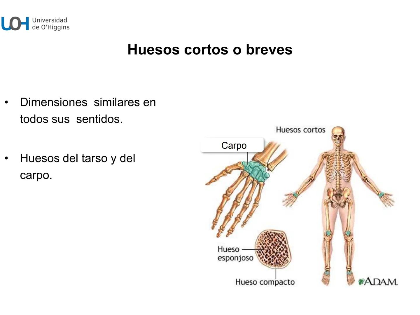 # Generalidades anatómicas
Osteología y artrología # Objetivos
- Identificar las generalidades del sistema
musculo-esquelético y tegumentar
