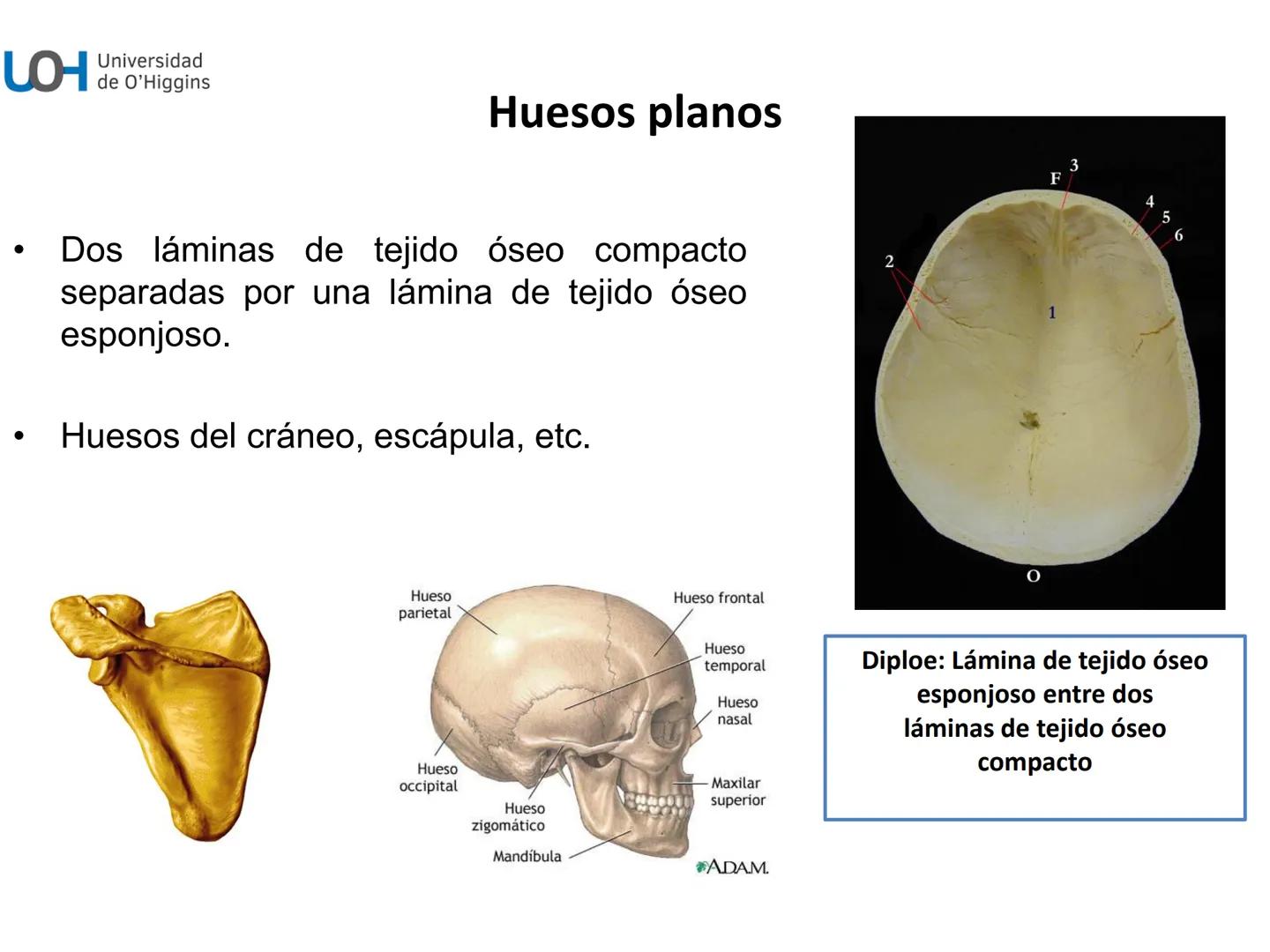 # Generalidades anatómicas
Osteología y artrología # Objetivos
- Identificar las generalidades del sistema
musculo-esquelético y tegumentar