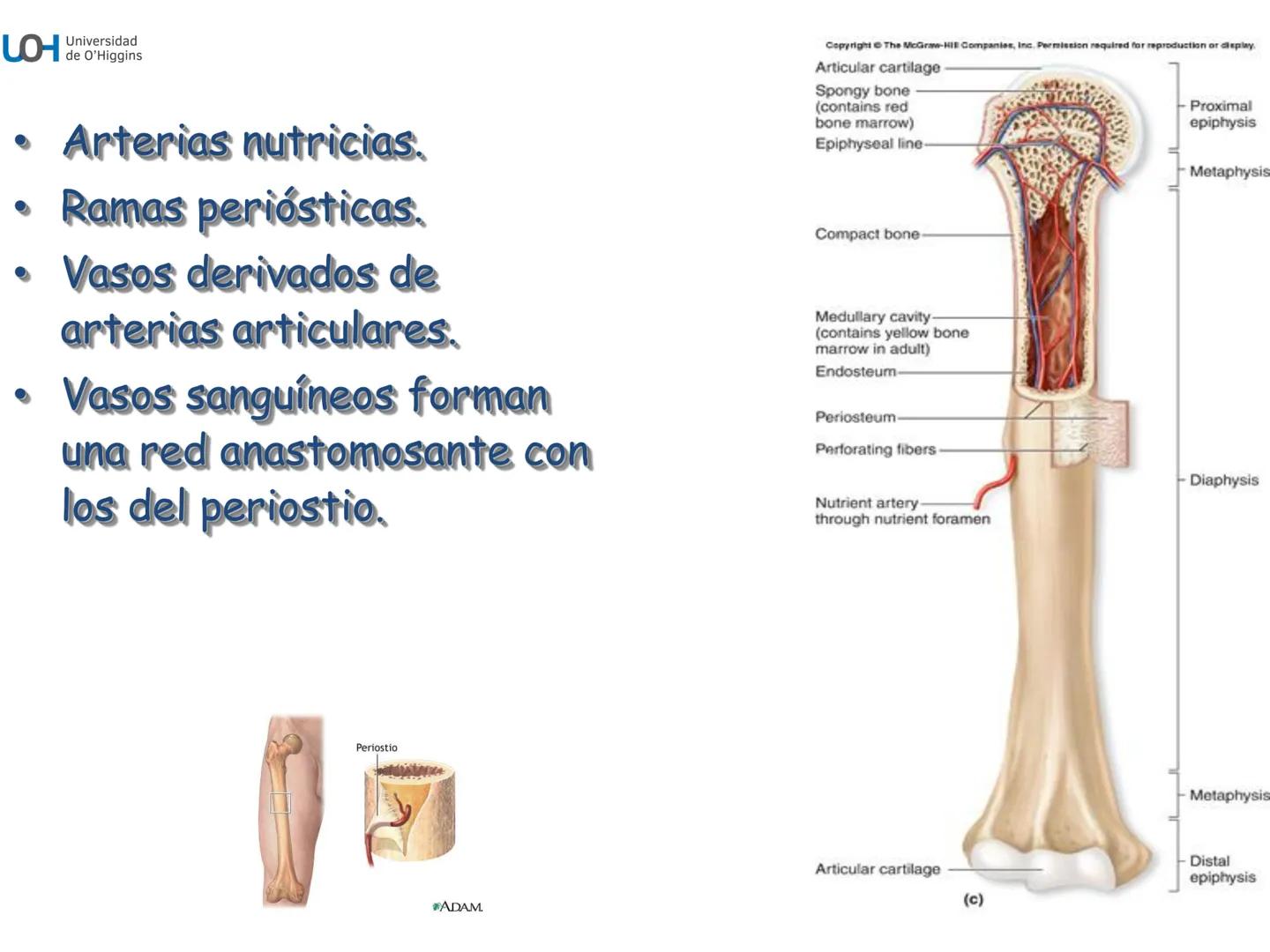 # Generalidades anatómicas
Osteología y artrología # Objetivos
- Identificar las generalidades del sistema
musculo-esquelético y tegumentar