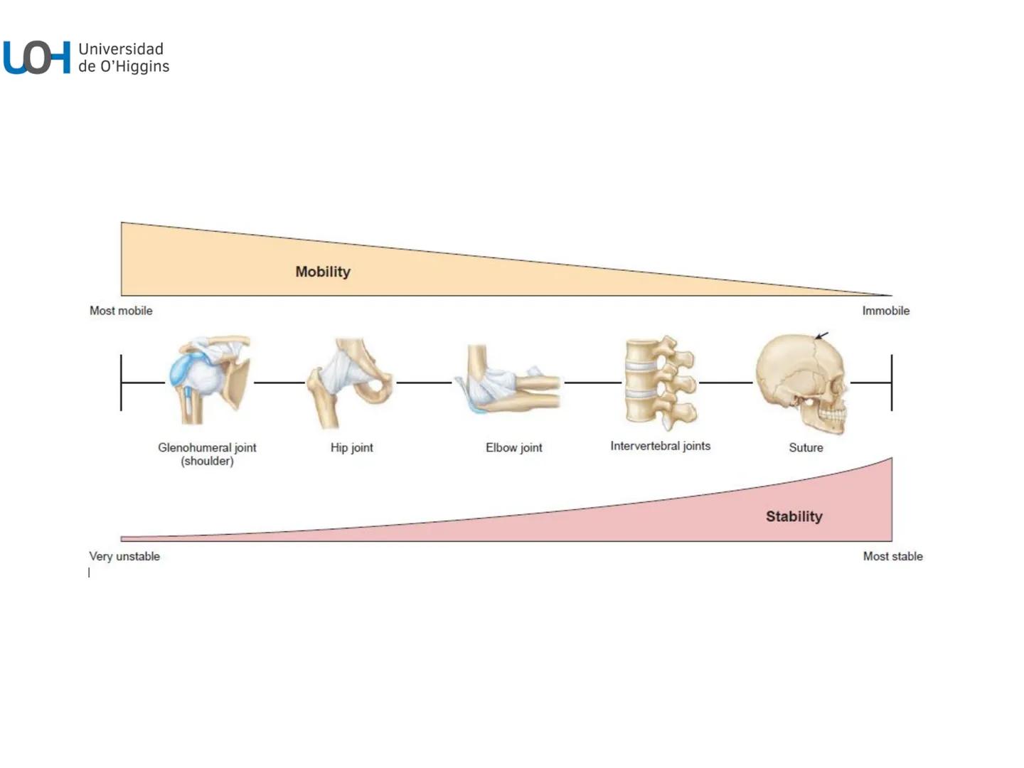 # Generalidades anatómicas
Osteología y artrología # Objetivos
- Identificar las generalidades del sistema
musculo-esquelético y tegumentar