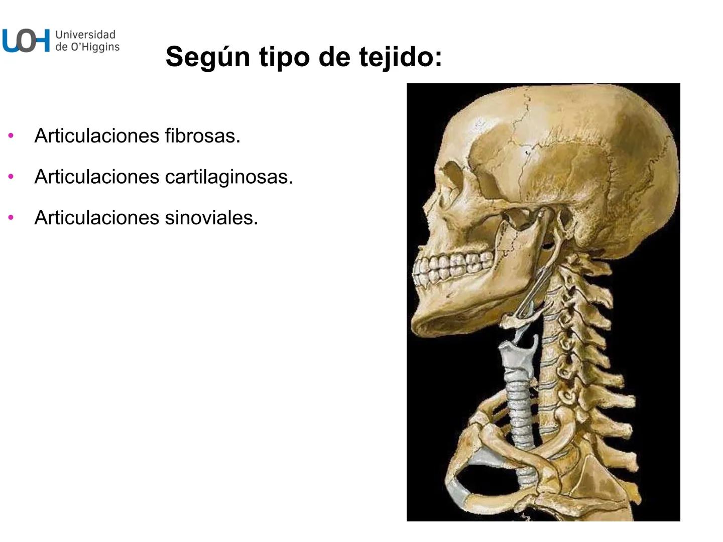 # Generalidades anatómicas
Osteología y artrología # Objetivos
- Identificar las generalidades del sistema
musculo-esquelético y tegumentar