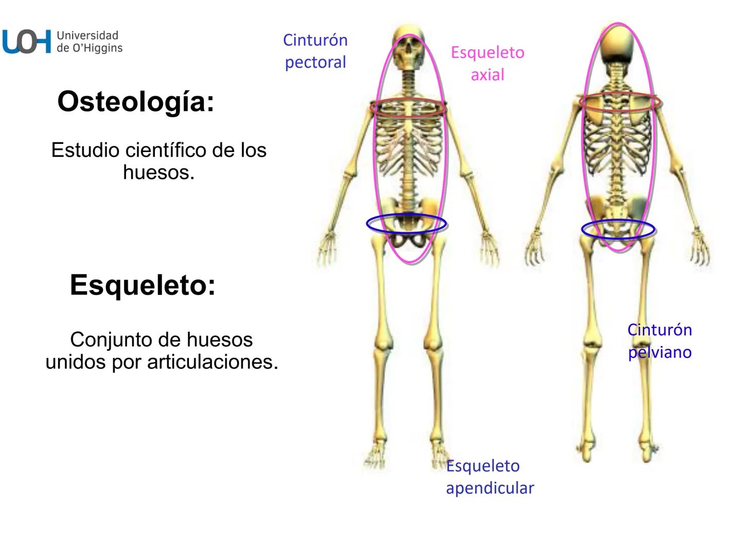 # Generalidades anatómicas
Osteología y artrología # Objetivos
- Identificar las generalidades del sistema
musculo-esquelético y tegumentar