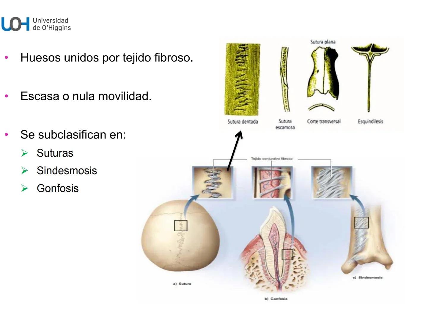 # Generalidades anatómicas
Osteología y artrología # Objetivos
- Identificar las generalidades del sistema
musculo-esquelético y tegumentar