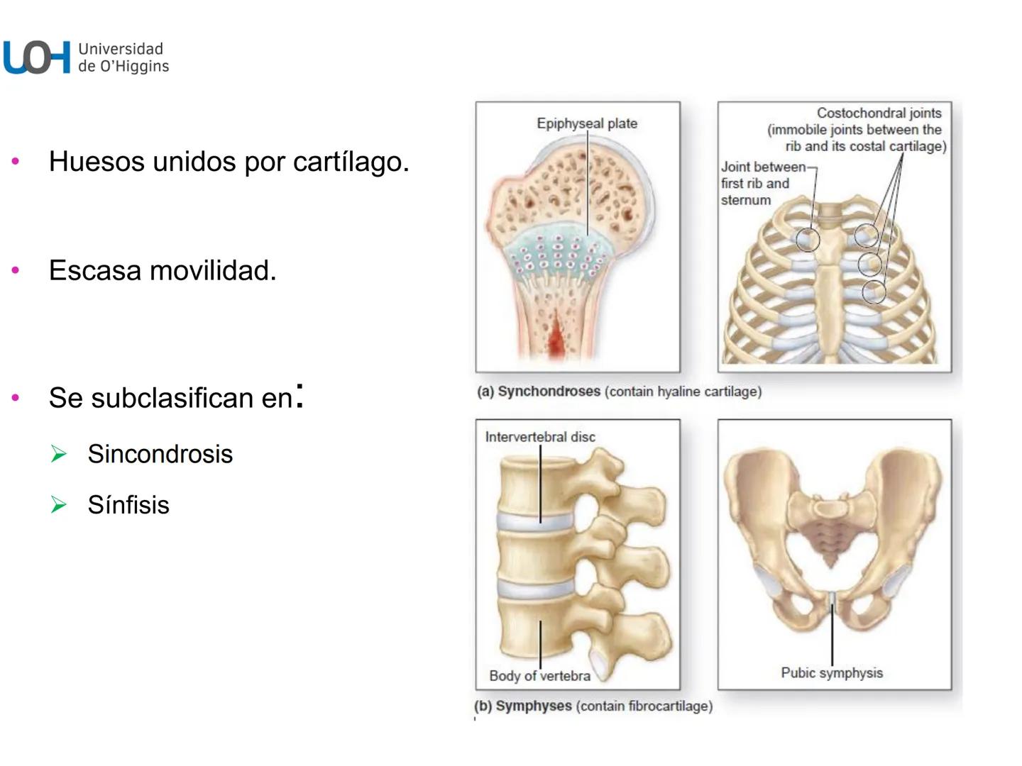 # Generalidades anatómicas
Osteología y artrología # Objetivos
- Identificar las generalidades del sistema
musculo-esquelético y tegumentar