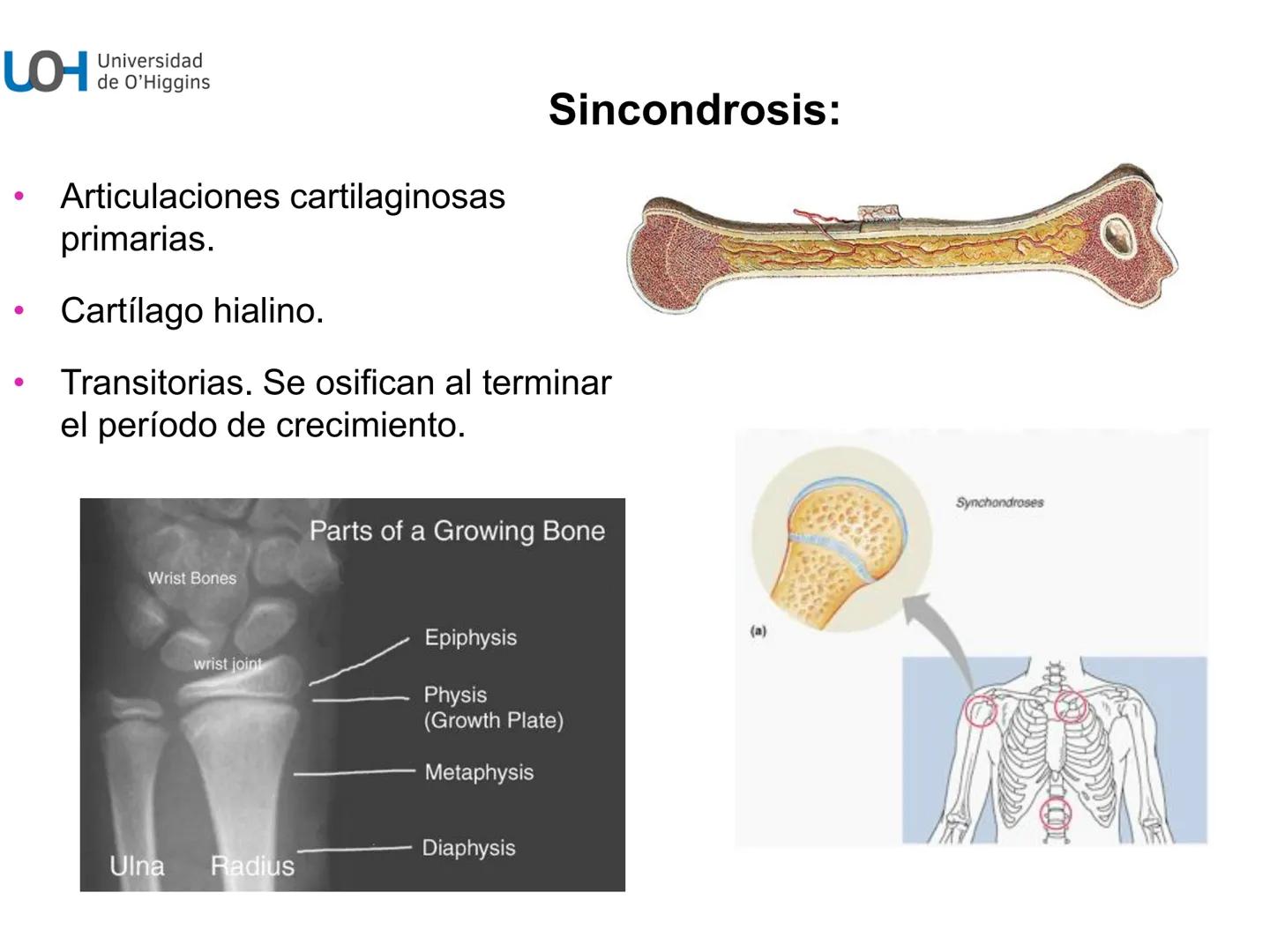 # Generalidades anatómicas
Osteología y artrología # Objetivos
- Identificar las generalidades del sistema
musculo-esquelético y tegumentar